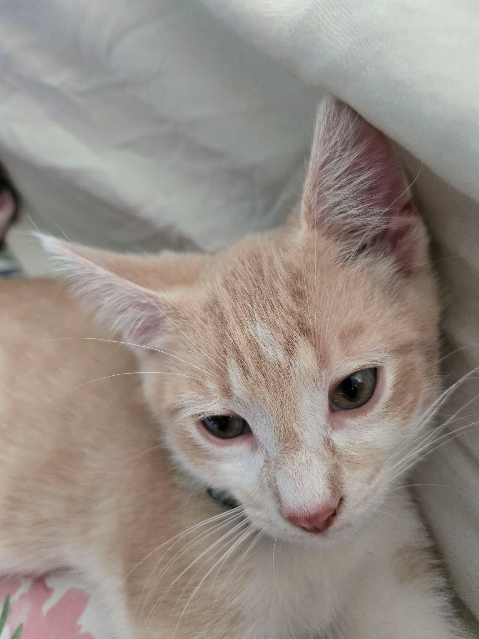Enlarge Fletcher, a ADOPTABLE Domestic Short Hair in China Township, MI image 3/6