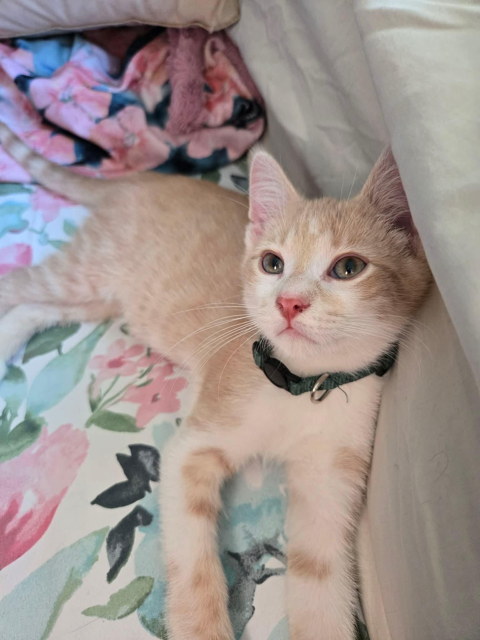 Enlarge Fletcher, a ADOPTABLE Domestic Short Hair in China Township, MI image 6/6