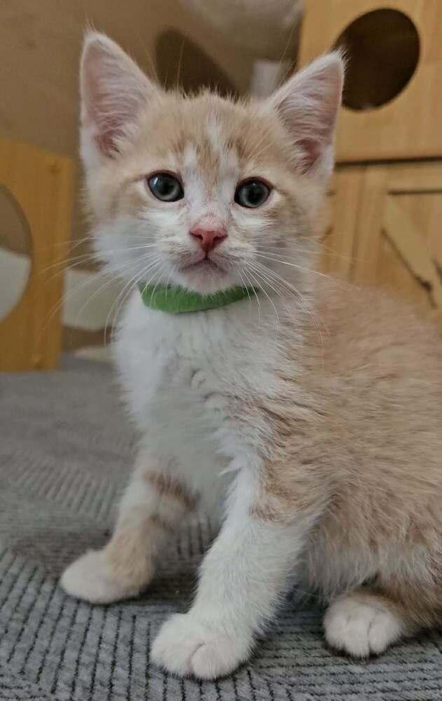Enlarge Fletcher, a ADOPTABLE Domestic Short Hair in China Township, MI image 2/6