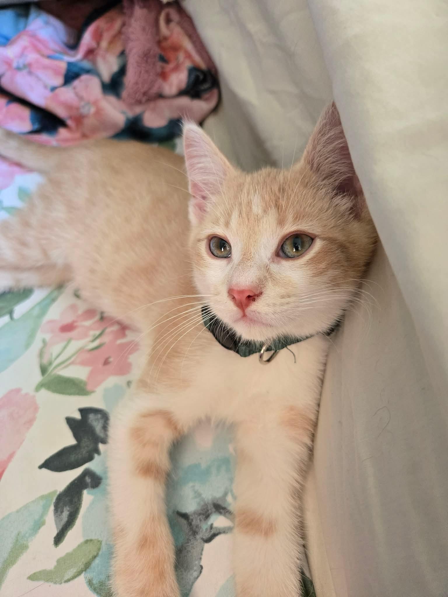 Enlarge Fletcher, a ADOPTABLE Domestic Short Hair in China Township, MI image 4/6