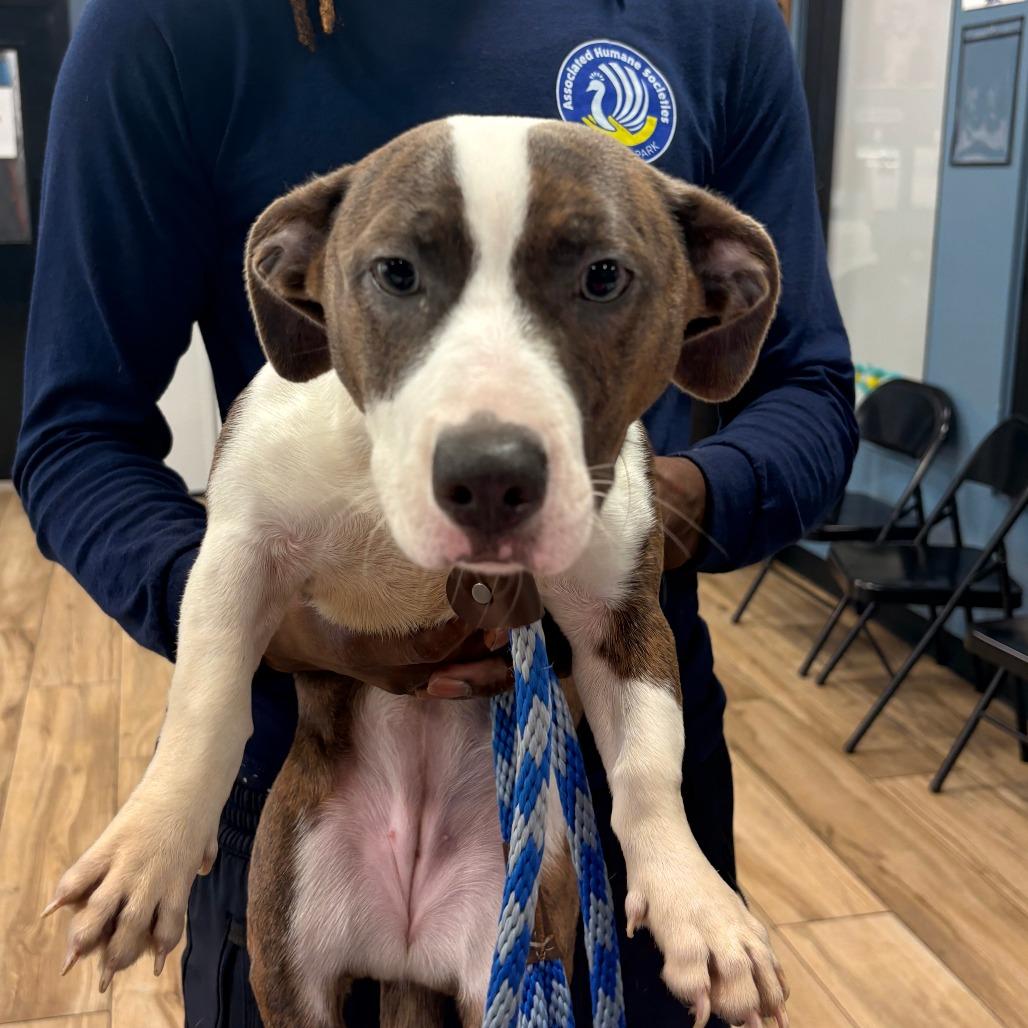 Cookie, Adoptable, Young Female Corgi & Pit Bull Terrier.