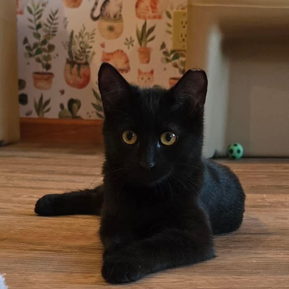 Enlarge Pearl, a ADOPTABLE Domestic Short Hair in Sewell, NJ image 2/3