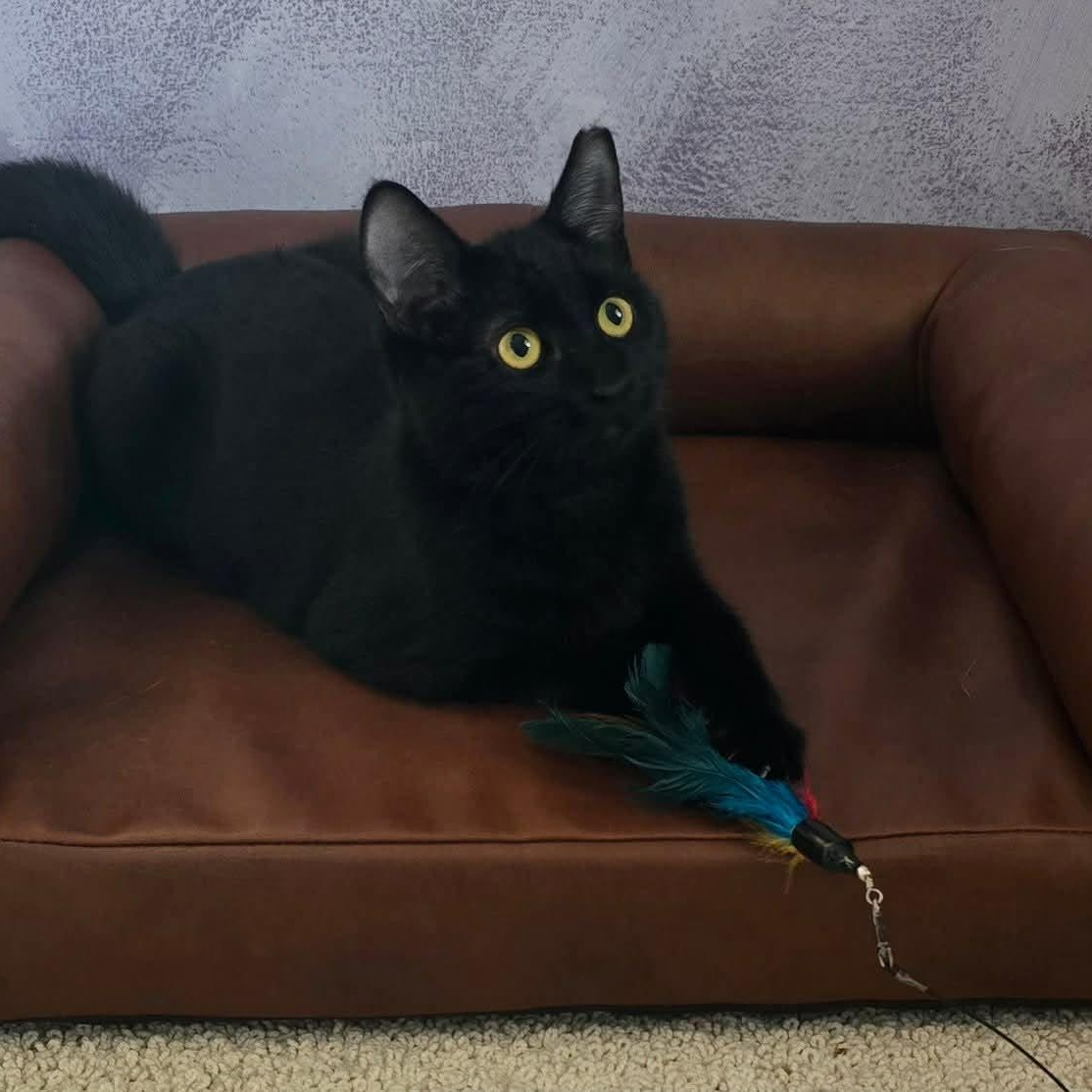 Enlarge Pearl, a ADOPTABLE Domestic Short Hair in Sewell, NJ image 3/3