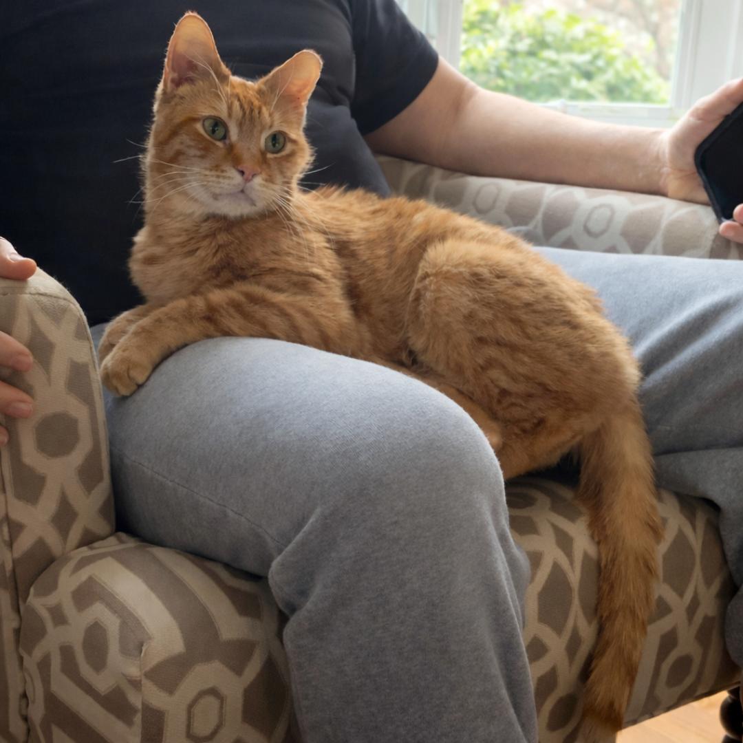 Tony, Adoptable, Adult Male Domestic Short Hair.