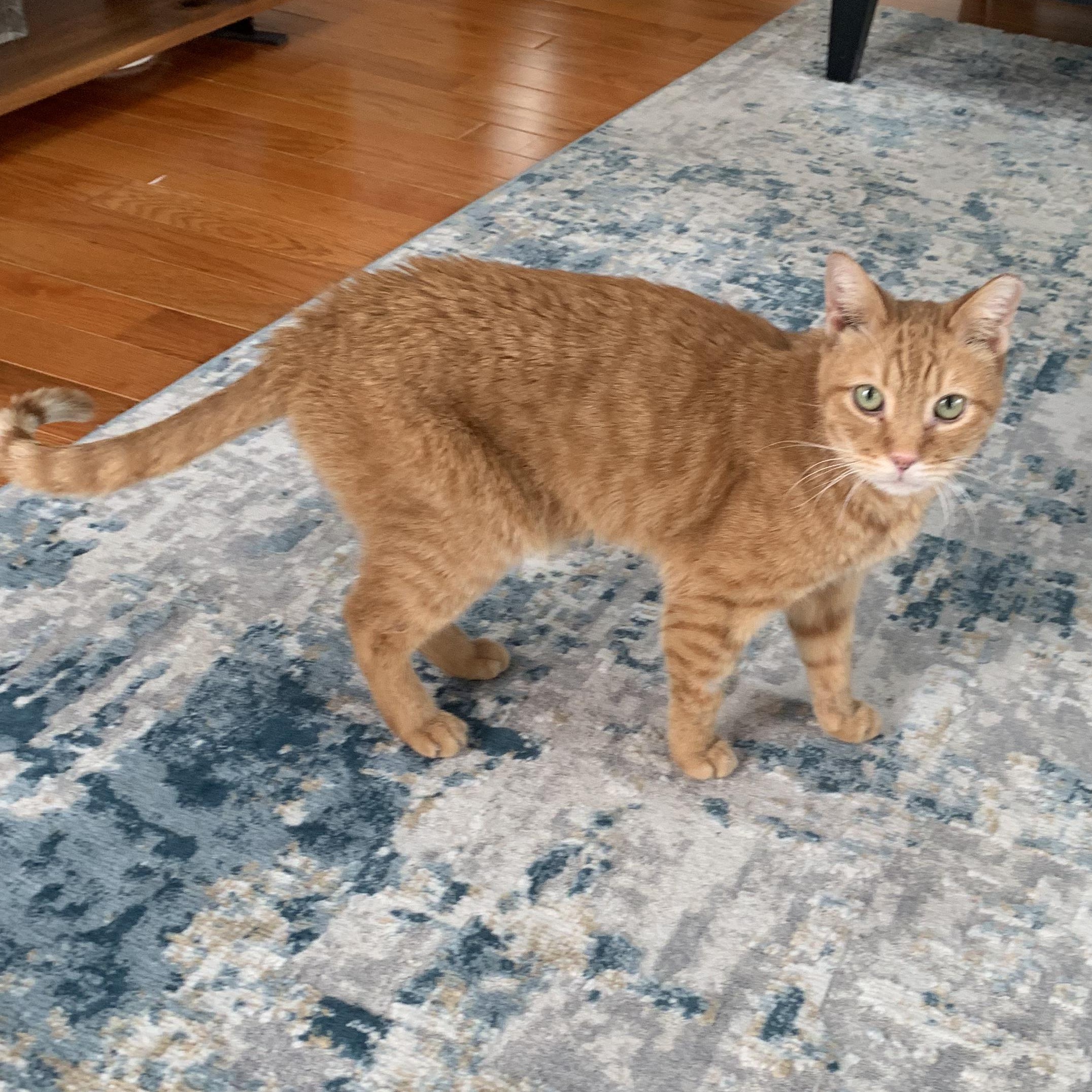 Enlarge Tony, a Adoptable Domestic Short Hair in Alexandria, VA image 2/5