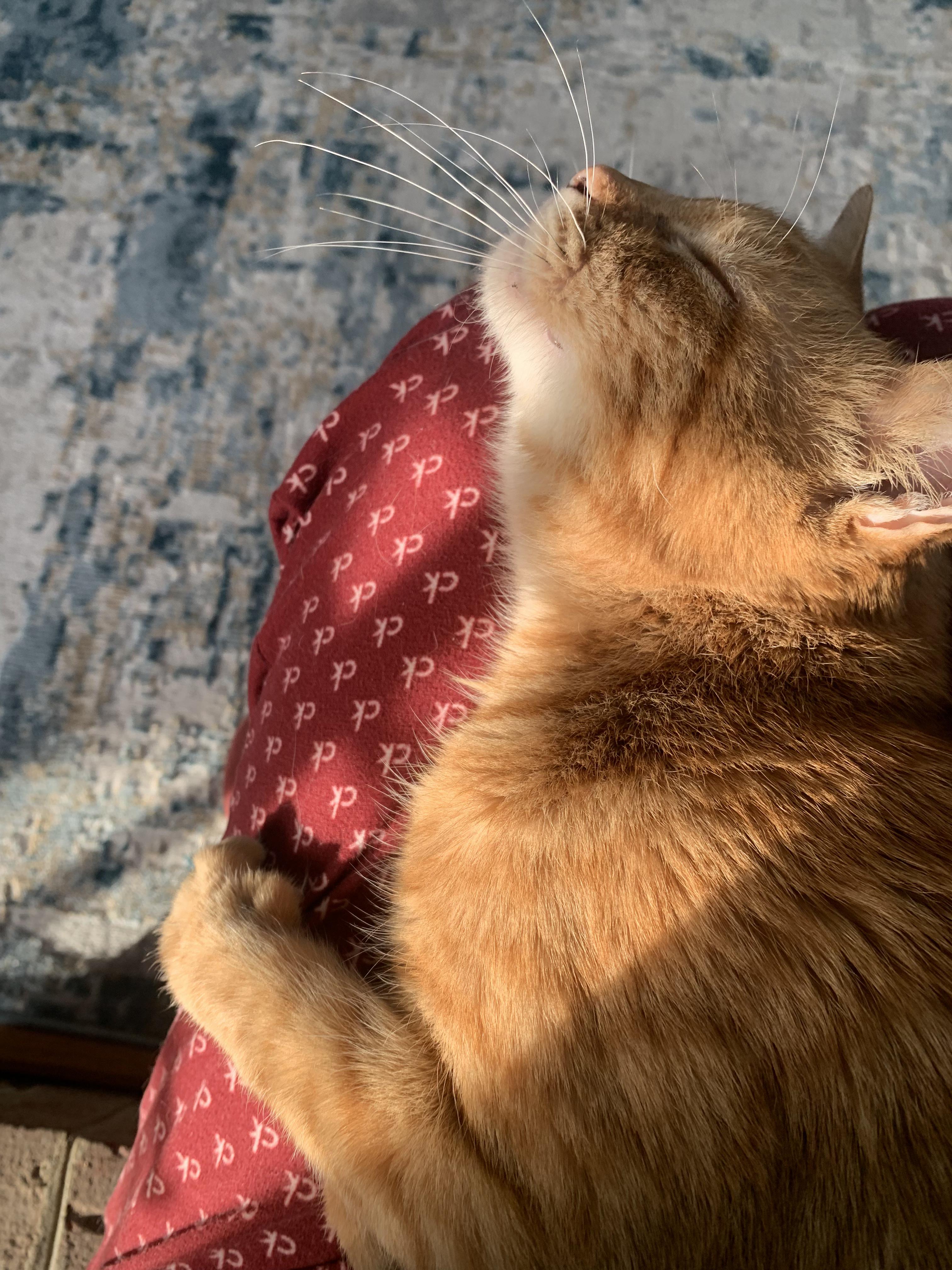 Enlarge Tony, a Adoptable Domestic Short Hair in Alexandria, VA image 3/5