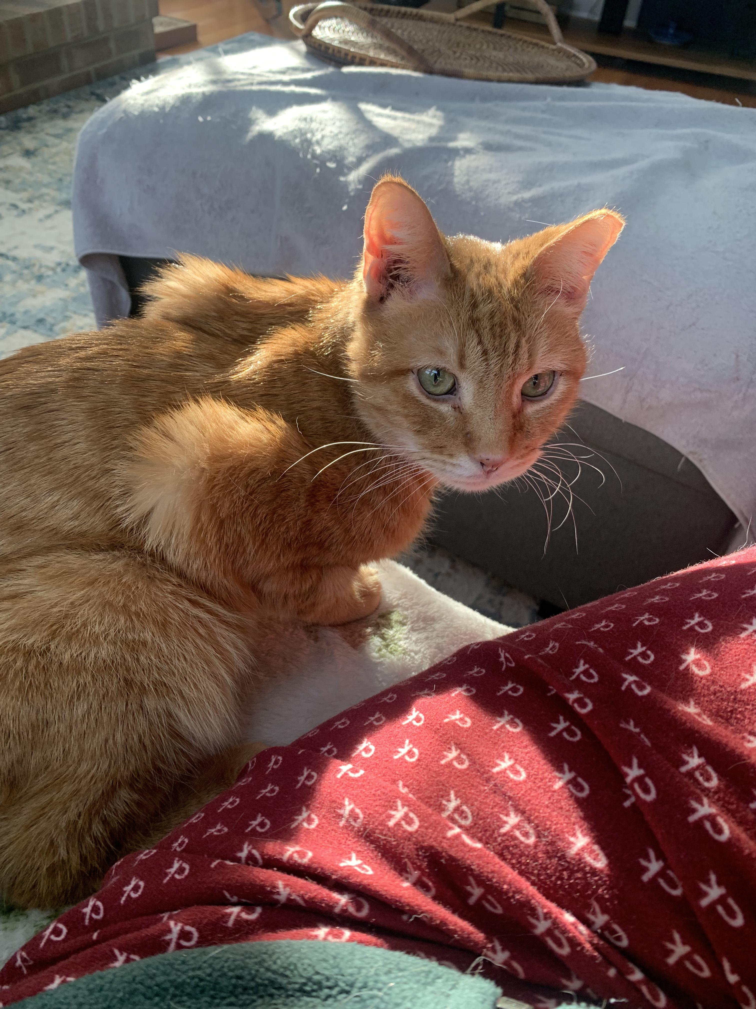 Enlarge Tony, a Adoptable Domestic Short Hair in Alexandria, VA image 5/5