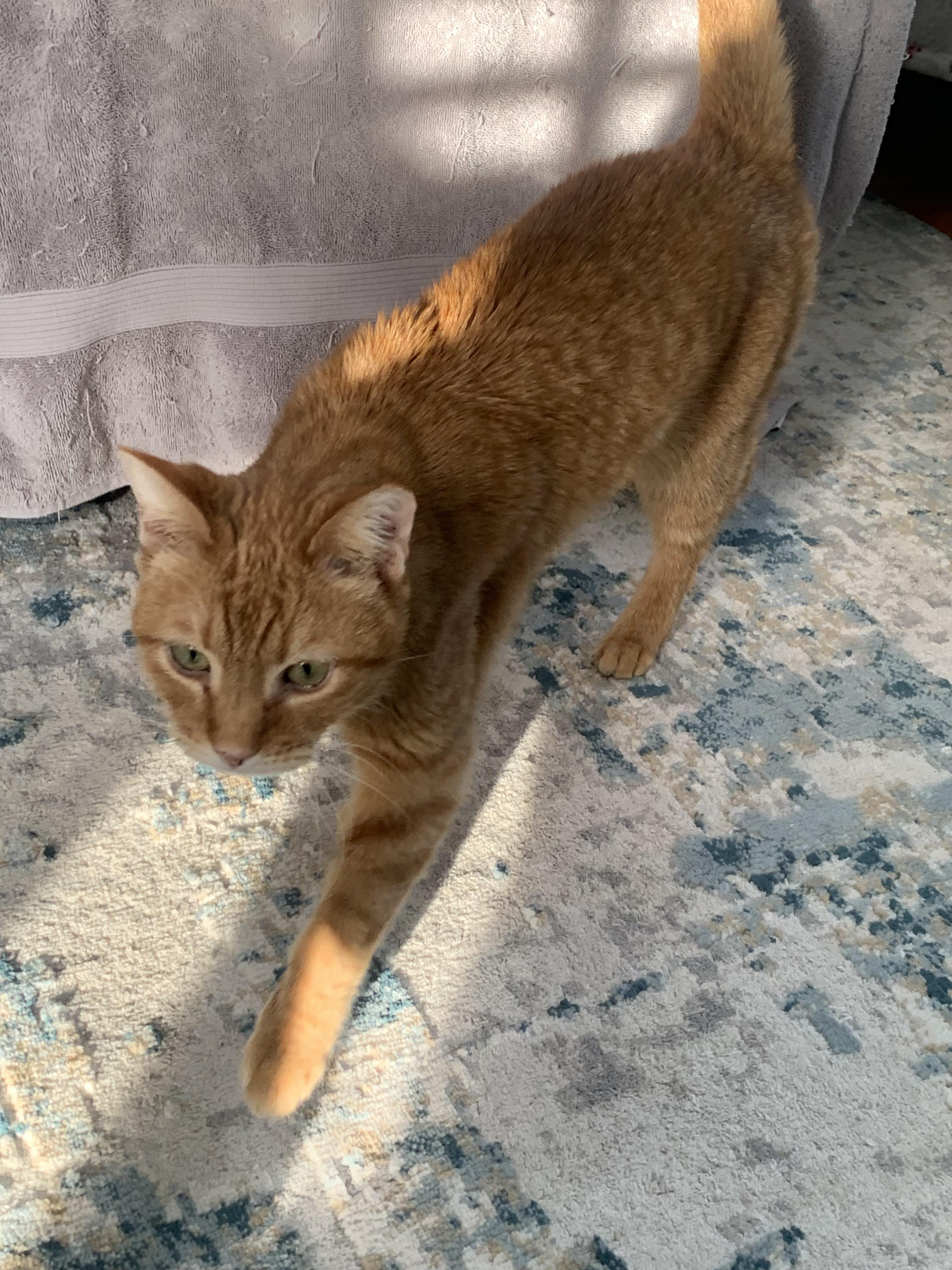 Enlarge Tony, a Adoptable Domestic Short Hair in Alexandria, VA image 4/5