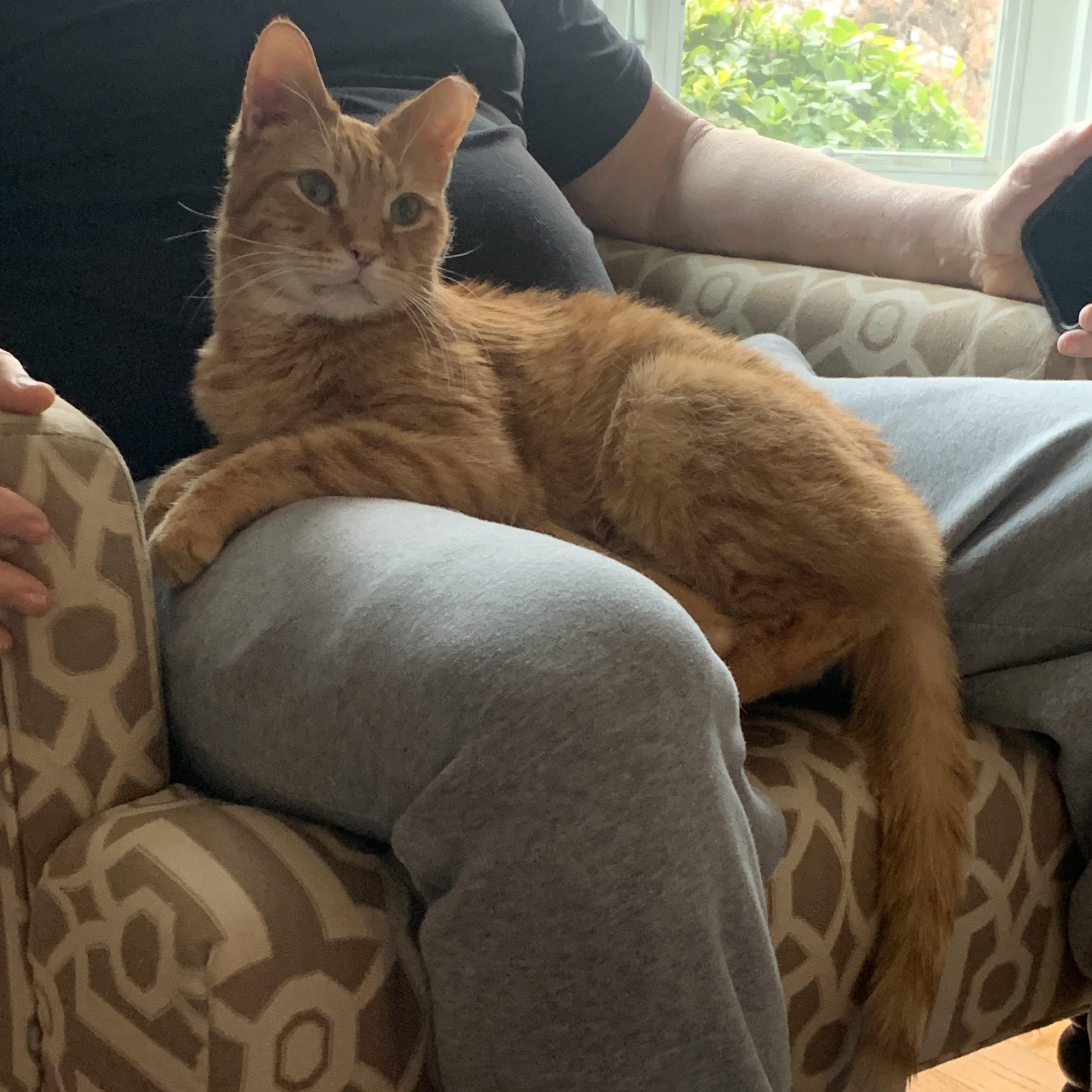 Tony, Adoptable, Adult Male Domestic Short Hair.