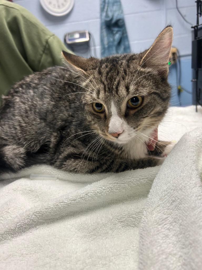 Poko, Adoptable, Young Male Domestic Short Hair.