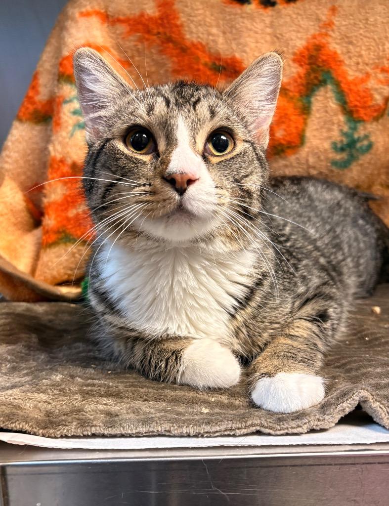 Enlarge Poko, a Adoptable mixed breed in Detroit, MI image 2/2