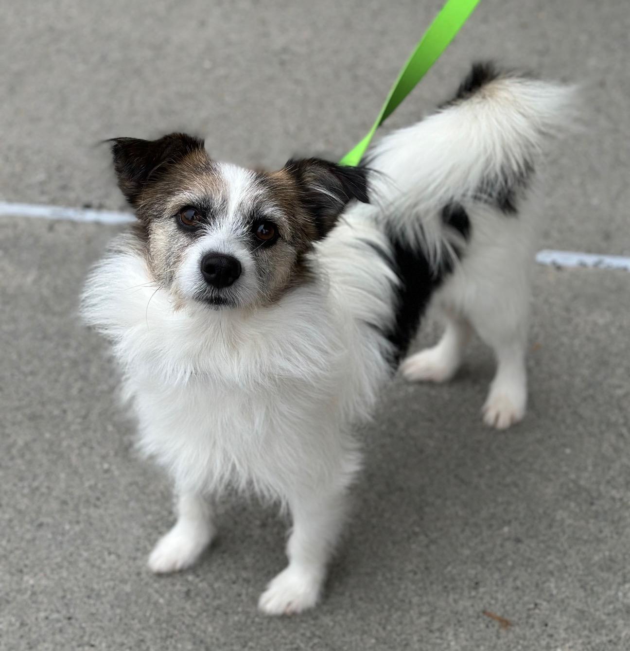 Brandy, ADOPTABLE, Young Female Jack Russell Terrier & Pomeranian.
