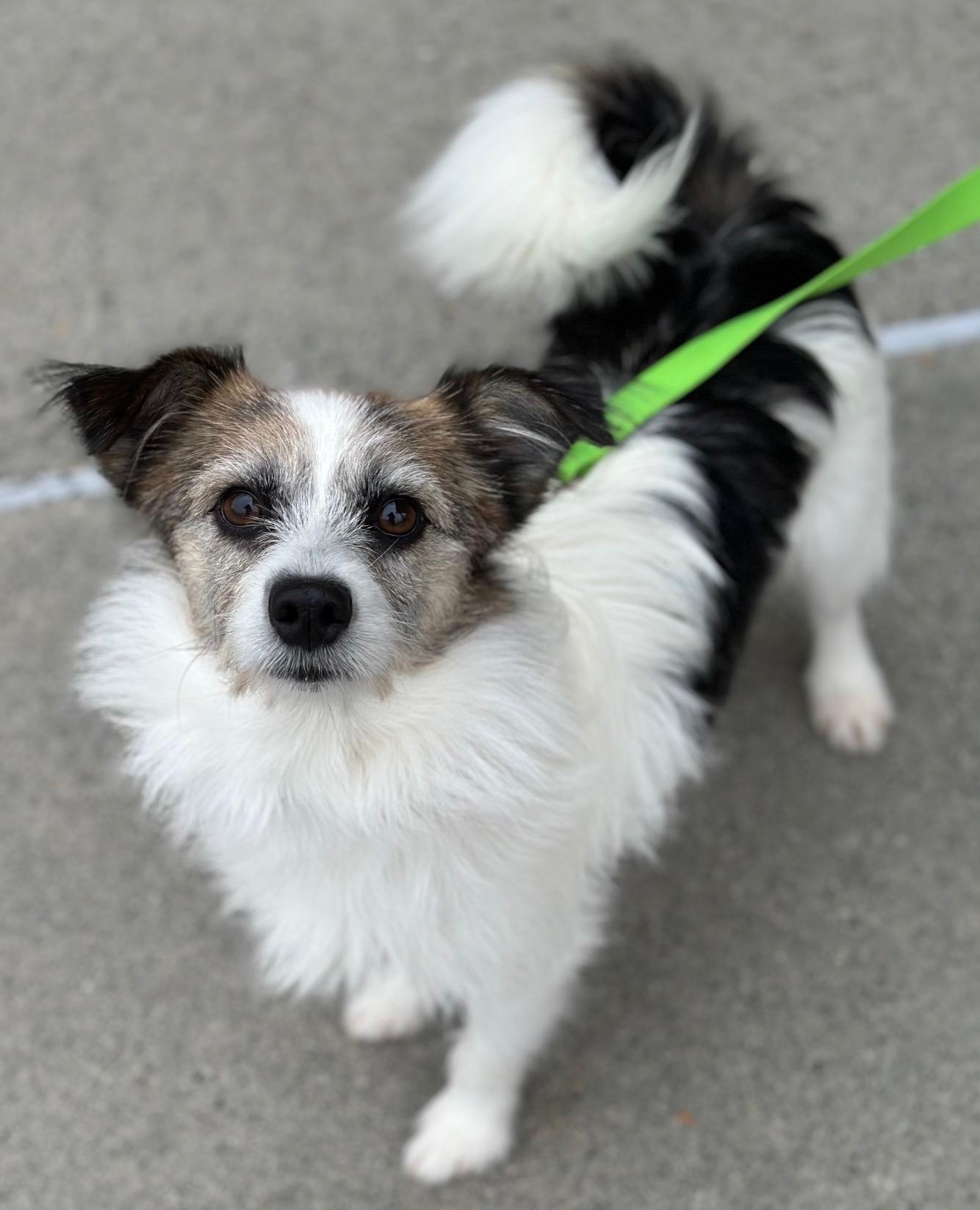 Brandy, a ADOPTABLE mixed breed in Atlanta, GA image 2/4