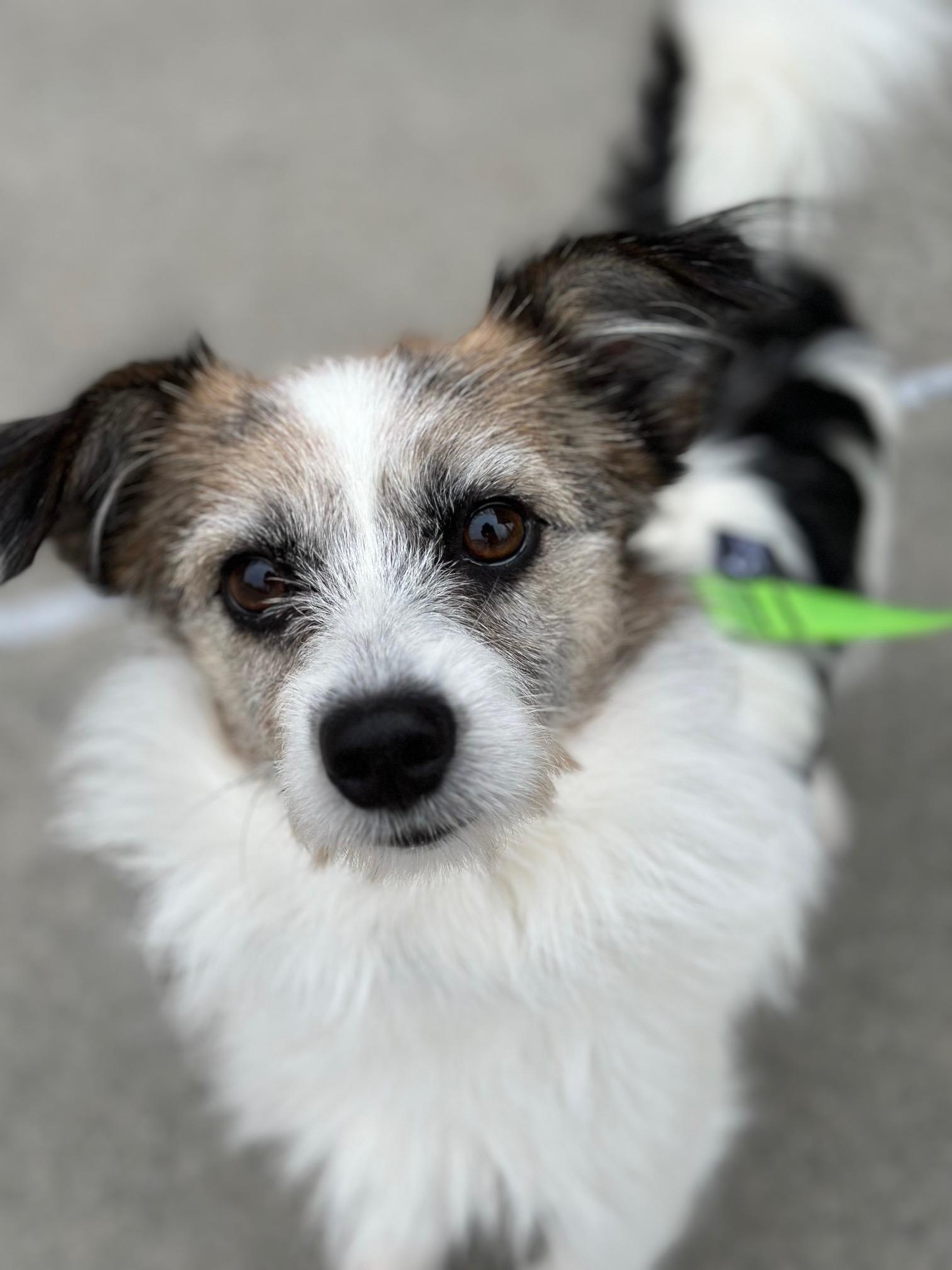 Brandy, a ADOPTABLE mixed breed in Atlanta, GA image 3/4