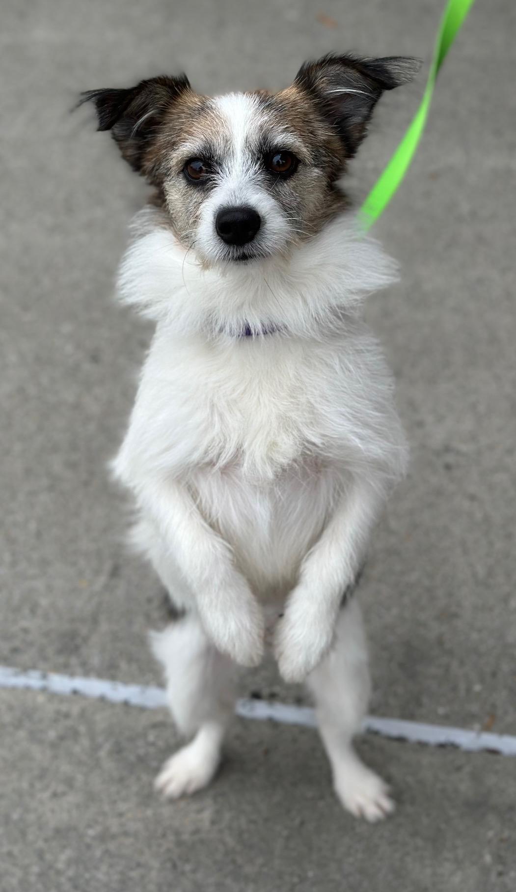 Brandy, a ADOPTABLE mixed breed in Atlanta, GA image 4/4