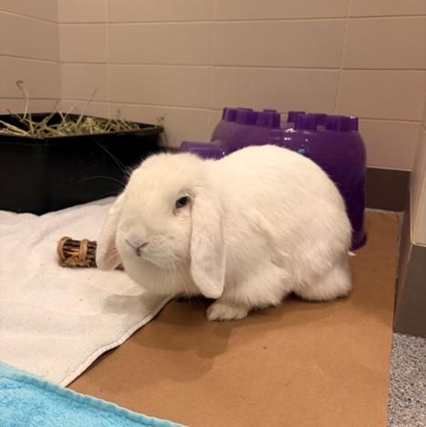 IZZIE, Adoptable, Young Female Bunny Rabbit.