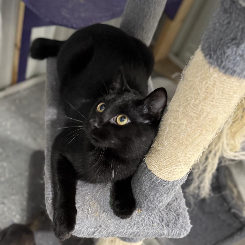 Teddy, a Adoptable Domestic Short Hair in Blairsville, GA image 1/4