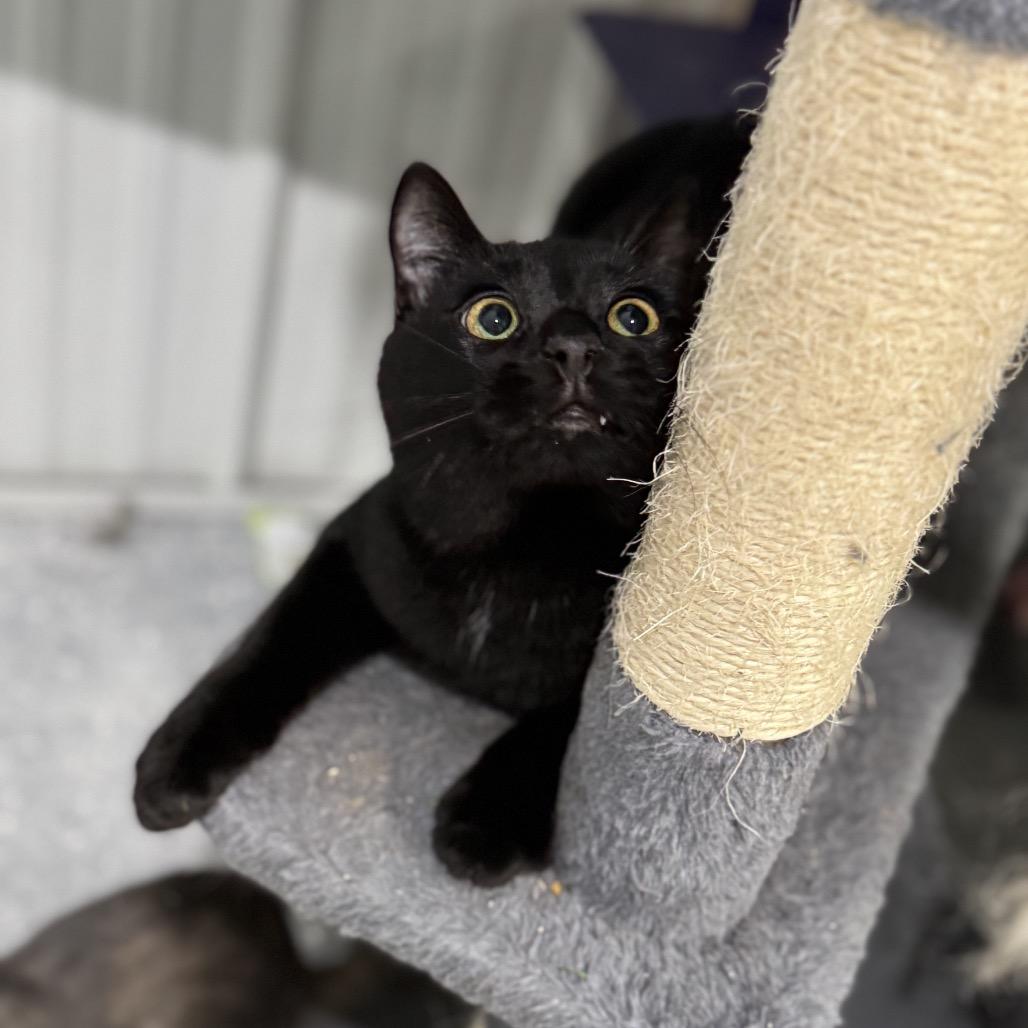 Teddy, a Adoptable Domestic Short Hair in Blairsville, GA image 3/4