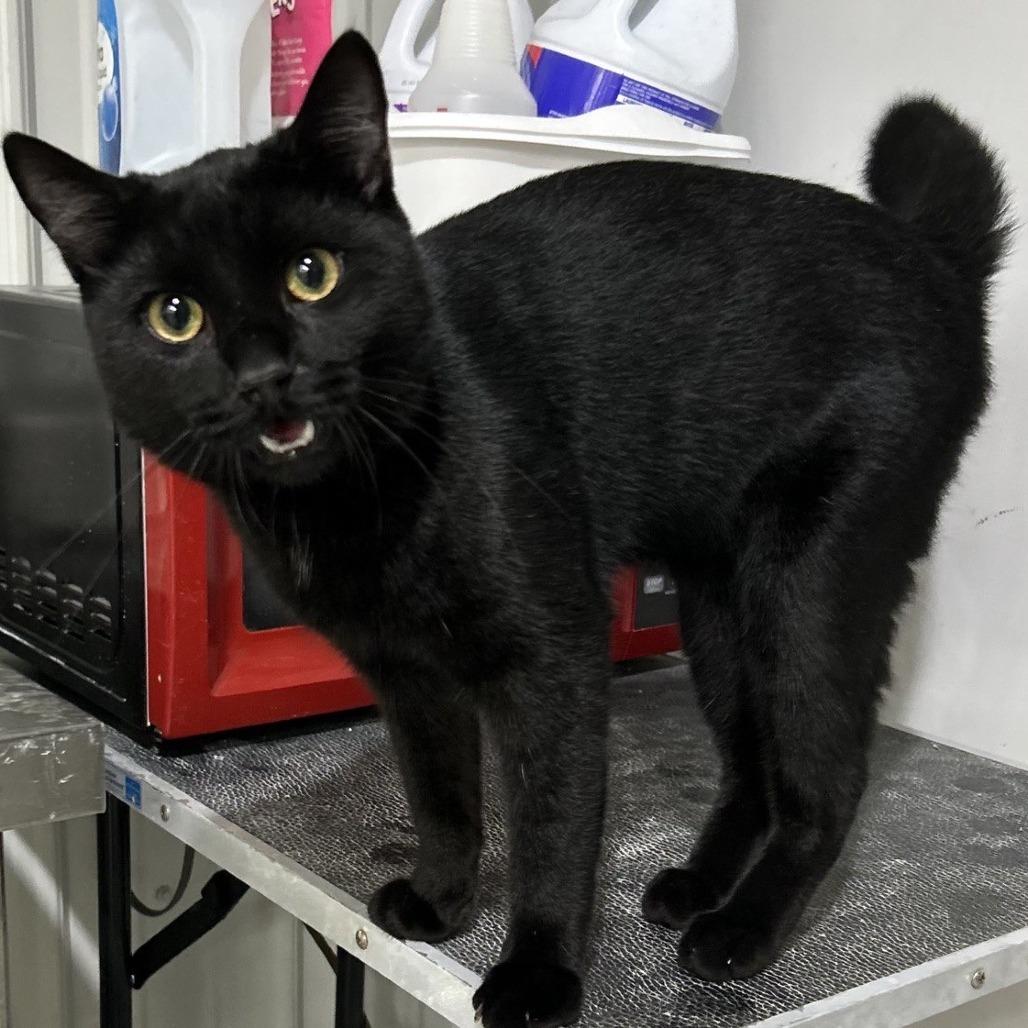 Teddy, a Adoptable Domestic Short Hair in Blairsville, GA image 4/4