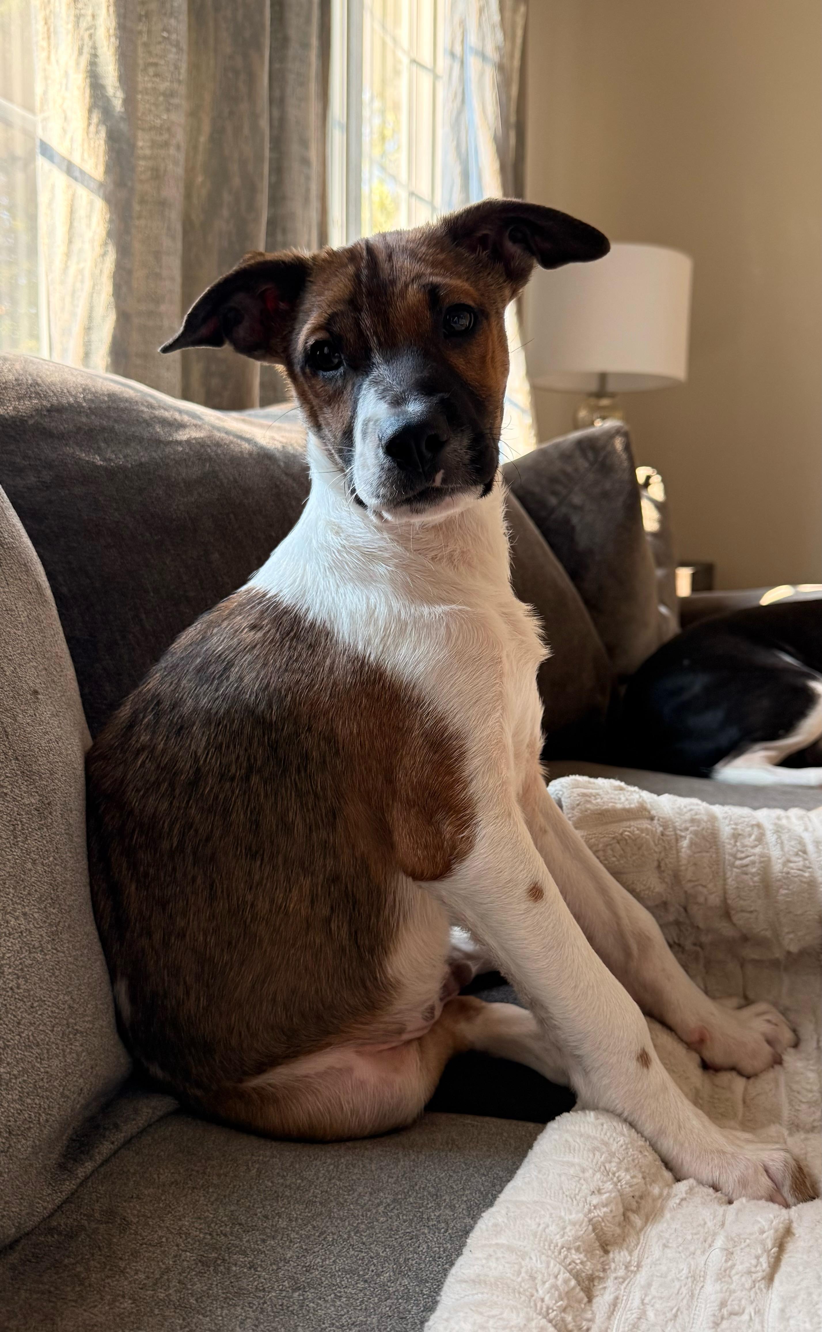 Enlarge Dunkin, a Adoptable mixed breed in Amsterdam, NY image 2/3