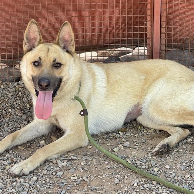 MABEL, Adoptable, Young Female German Shepherd Dog.