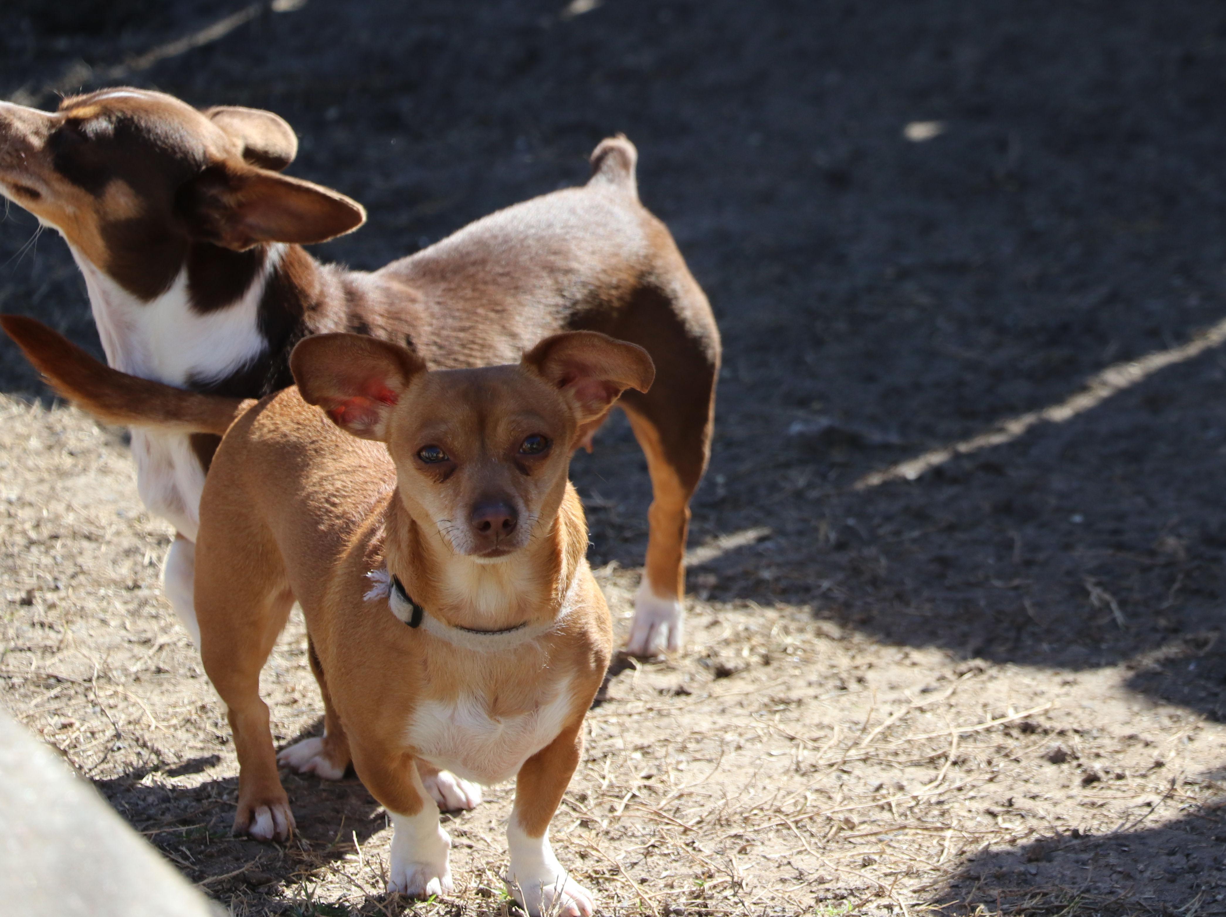 Yoduh, a Adoptable mixed breed in Pflugerville, TX image 6/6