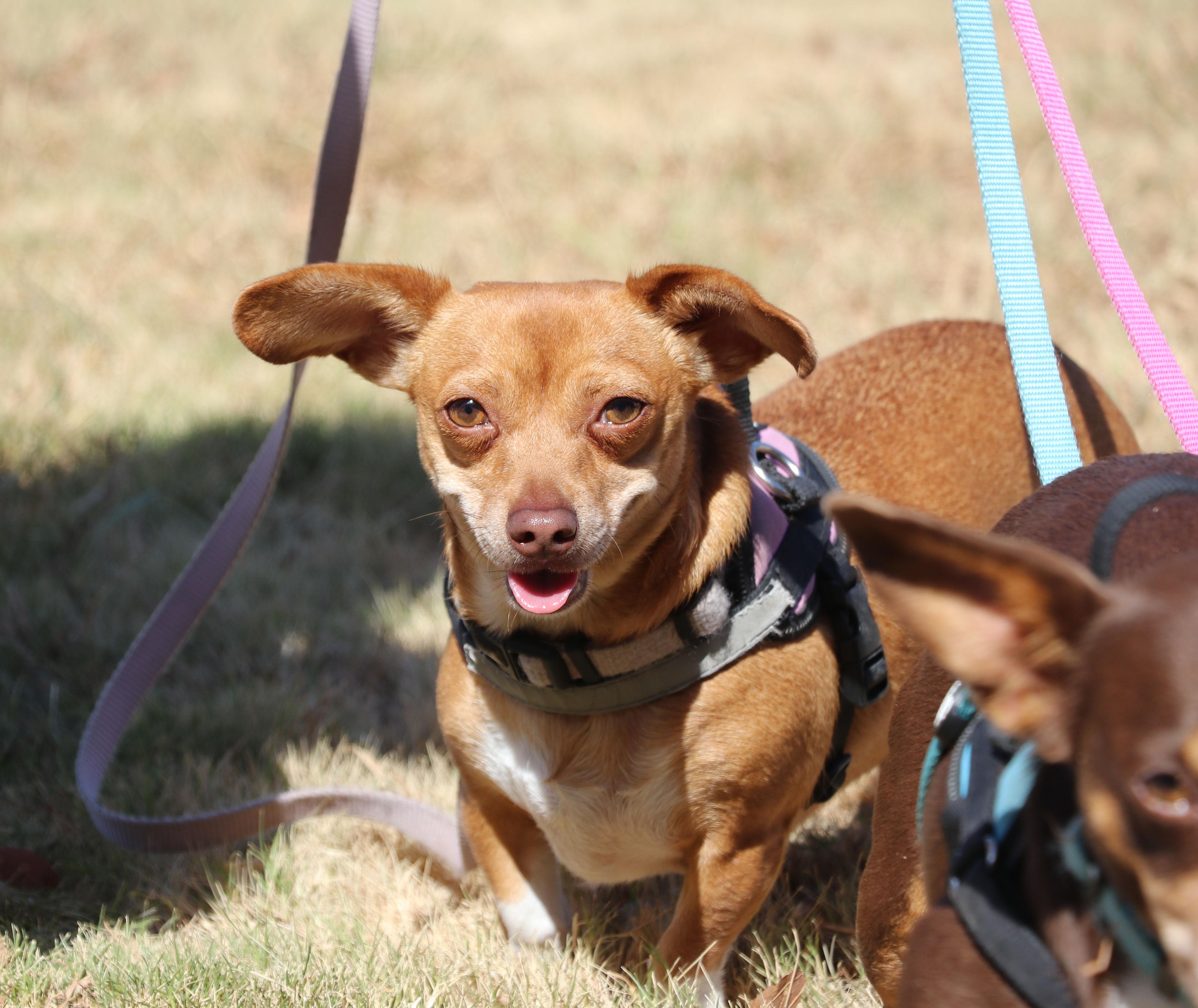 Yoduh, Adoptable, Puppy Female Chihuahua & Dachshund.