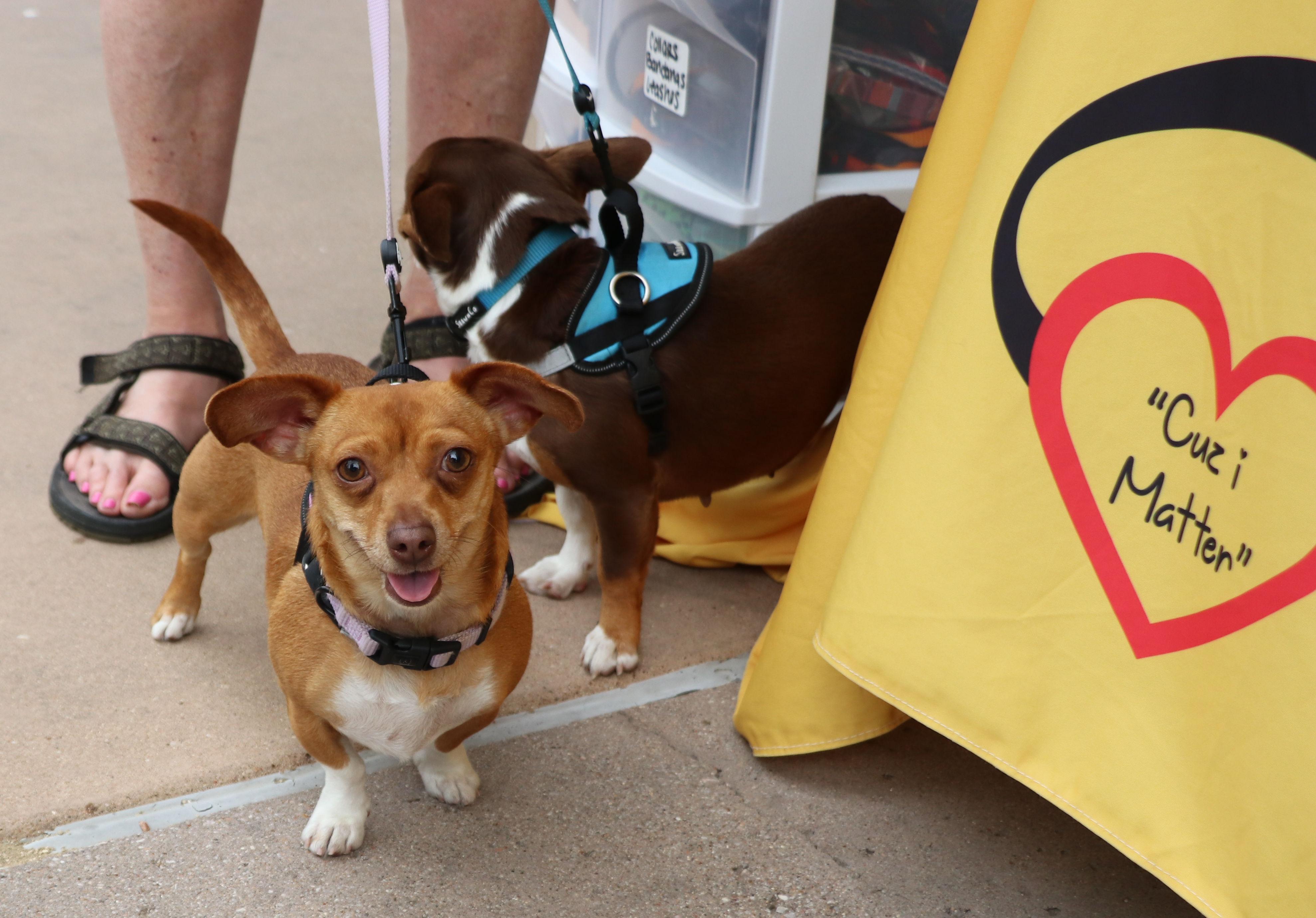 Yoduh, a Adoptable mixed breed in Pflugerville, TX image 2/6