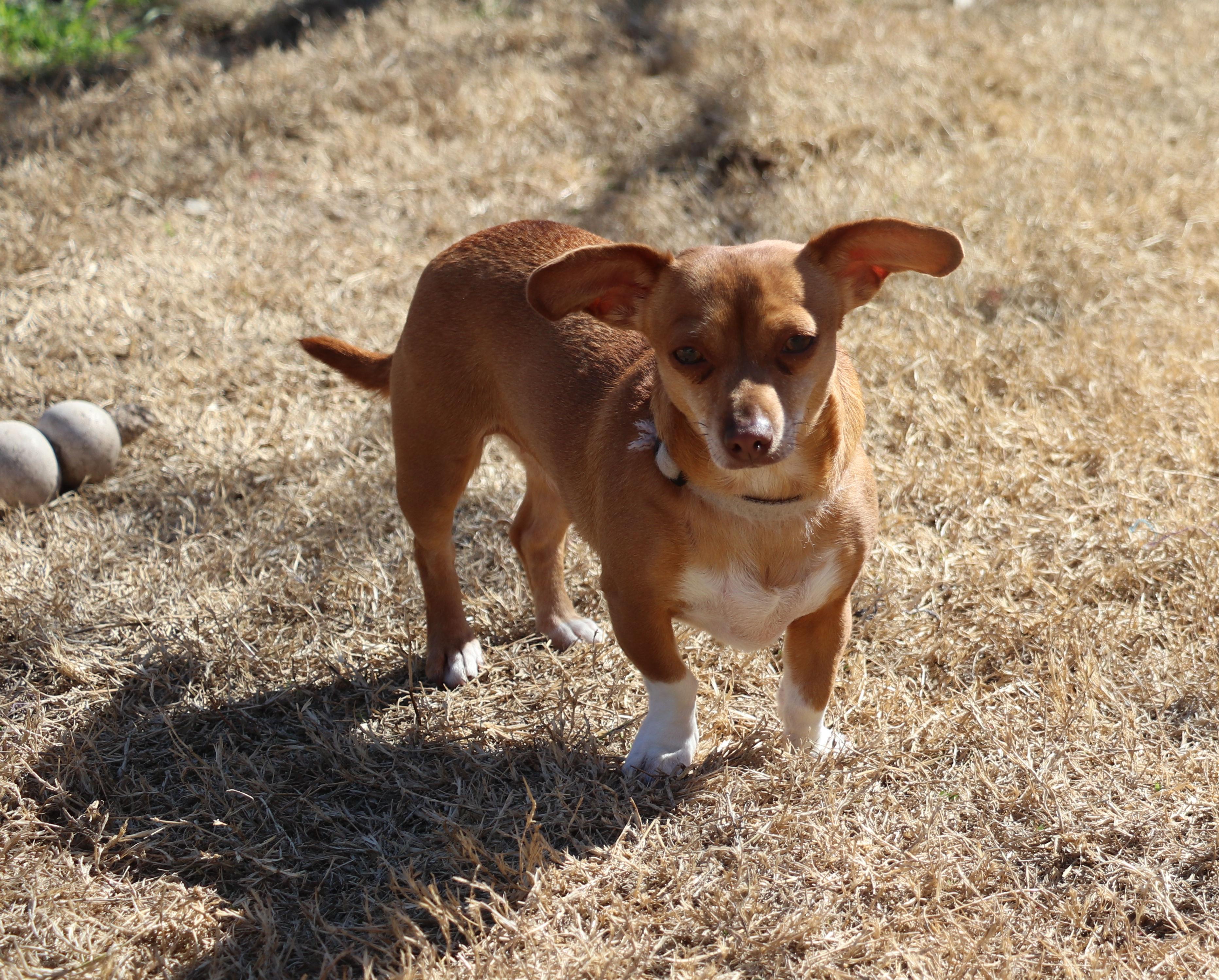 Yoduh, a Adoptable mixed breed in Pflugerville, TX image 5/6