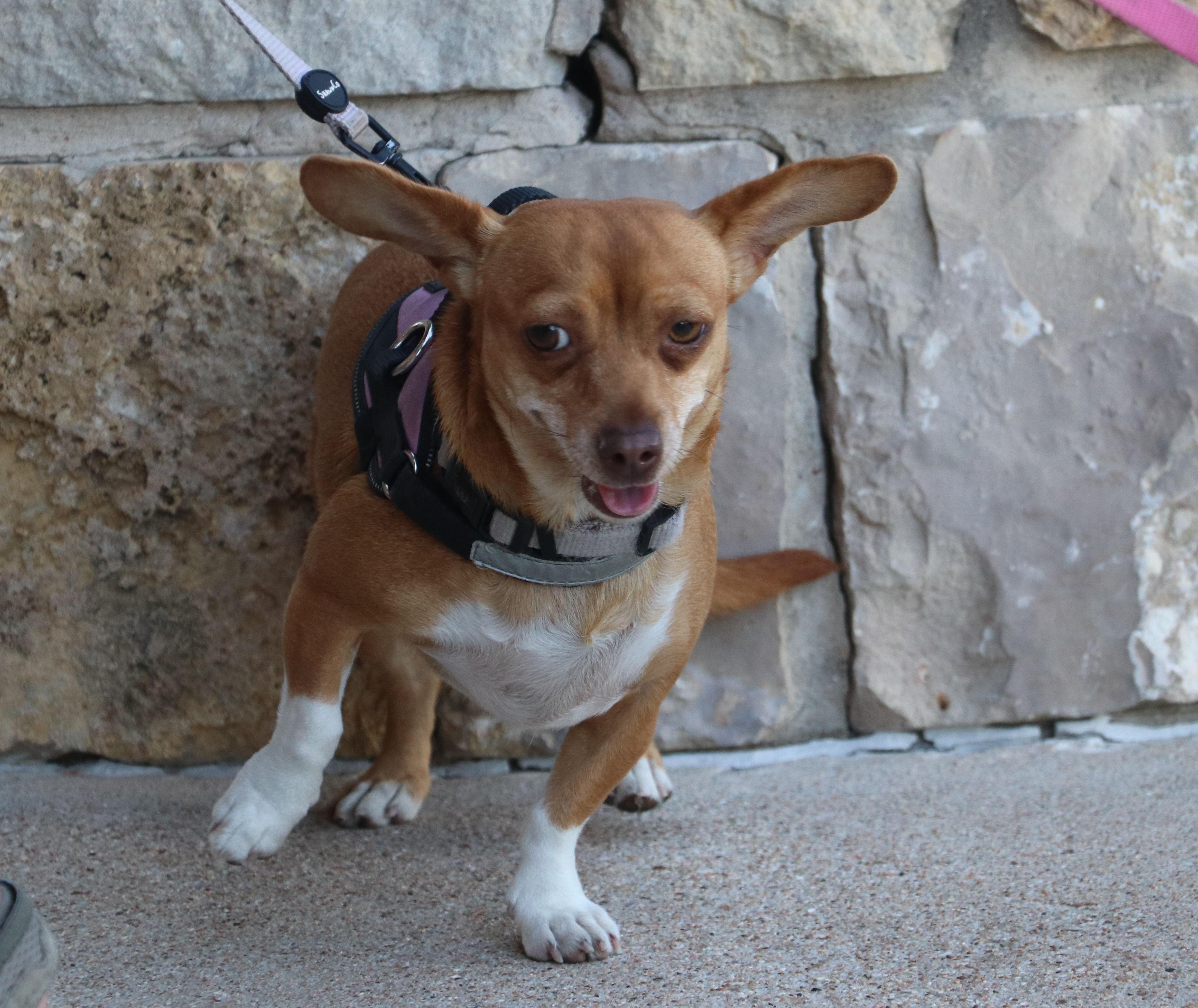 Yoduh, a Adoptable mixed breed in Pflugerville, TX image 4/6