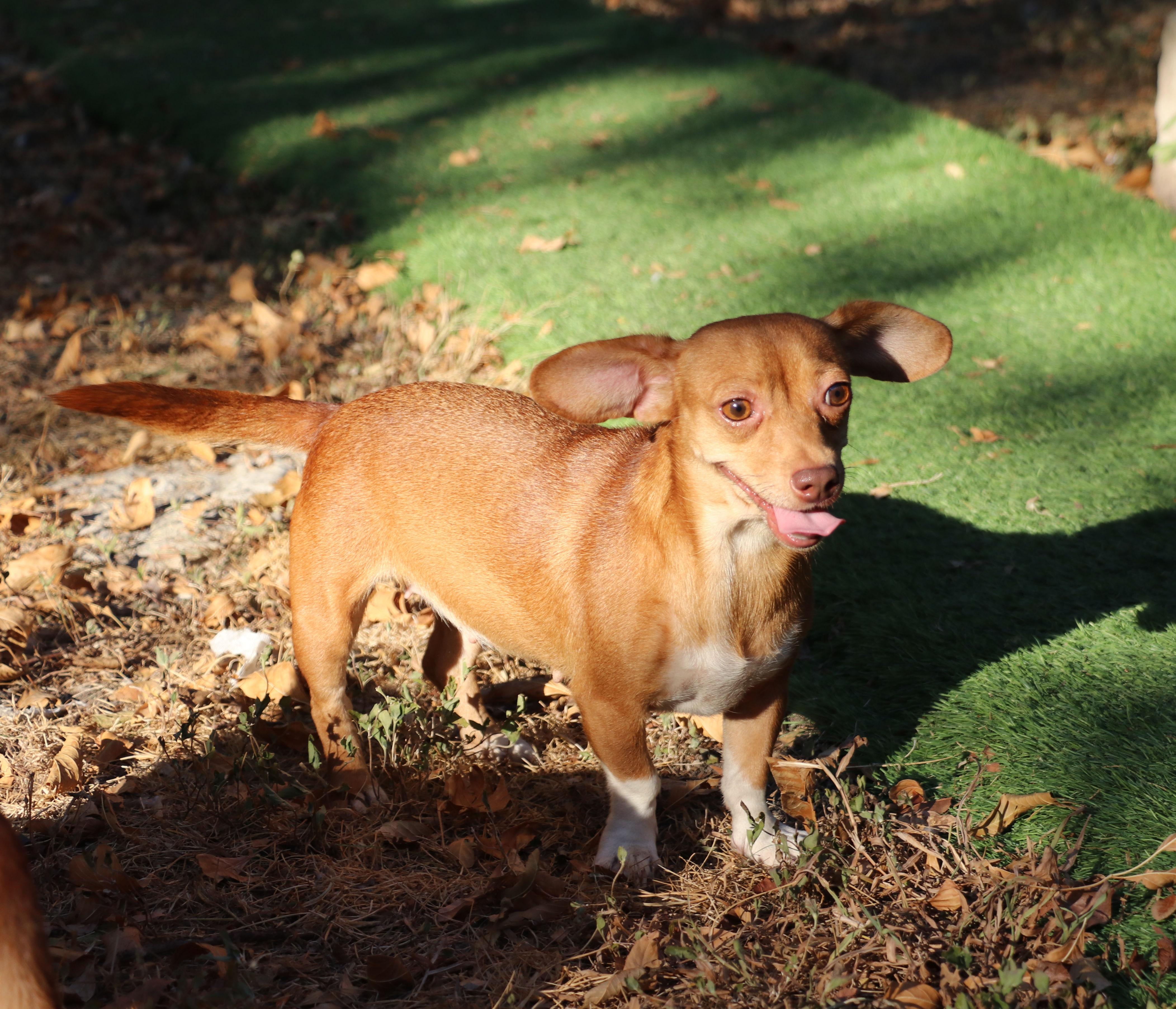 Yoduh, a Adoptable mixed breed in Pflugerville, TX image 3/6