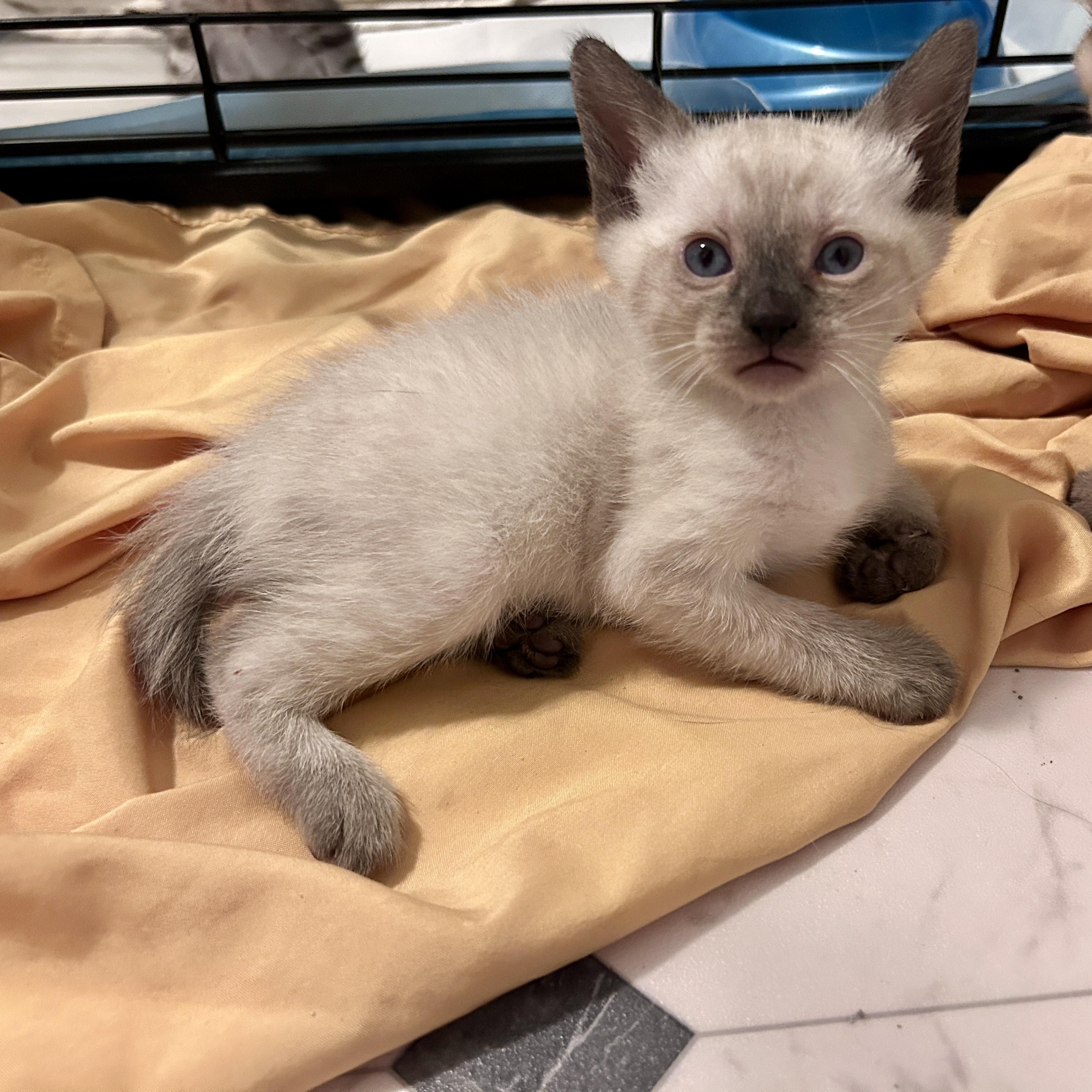 Enlarge Bob, a Adoptable Applehead Siamese in Lancaster, PA image 2/2