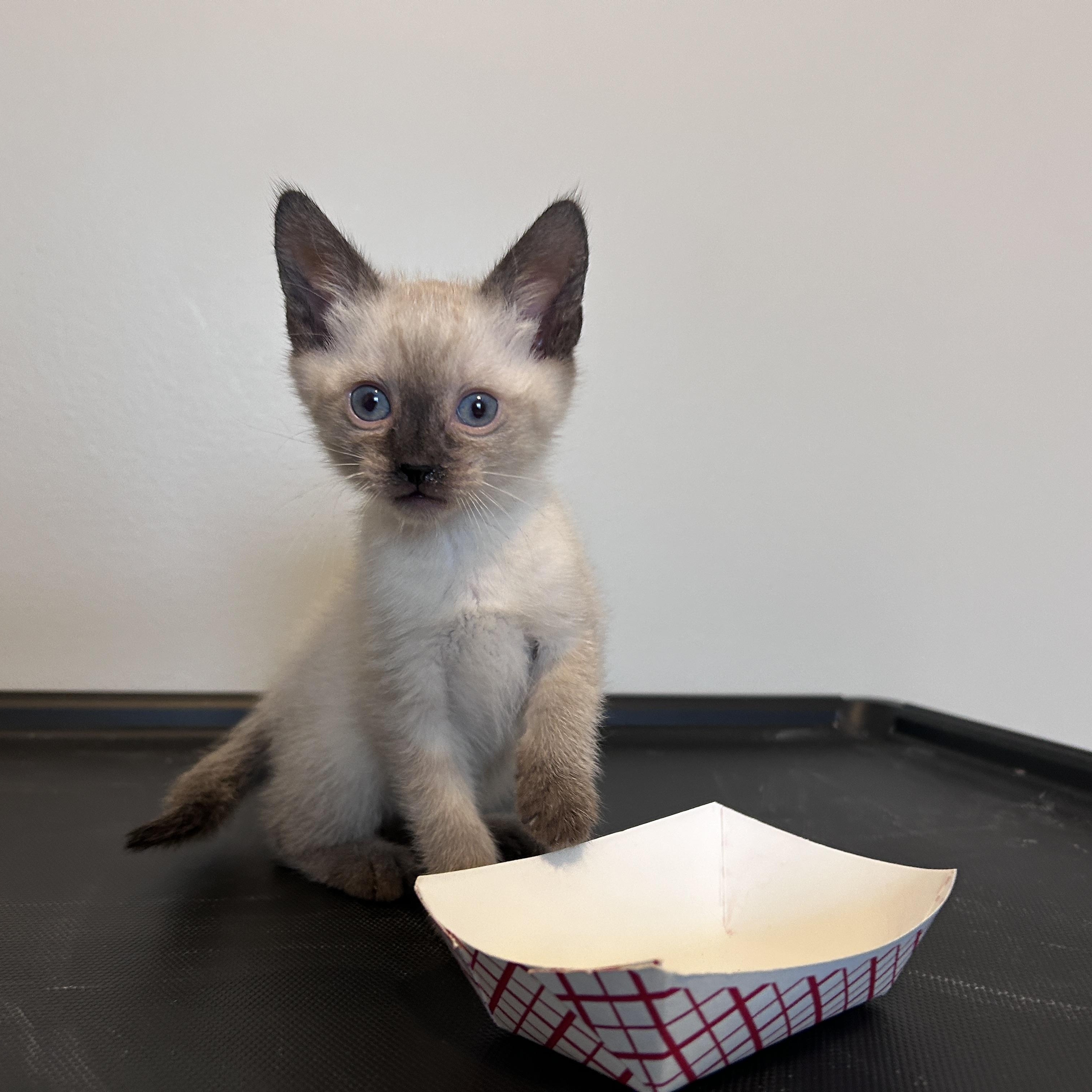 Bob, Adoptable, Kitten Male Applehead Siamese.
