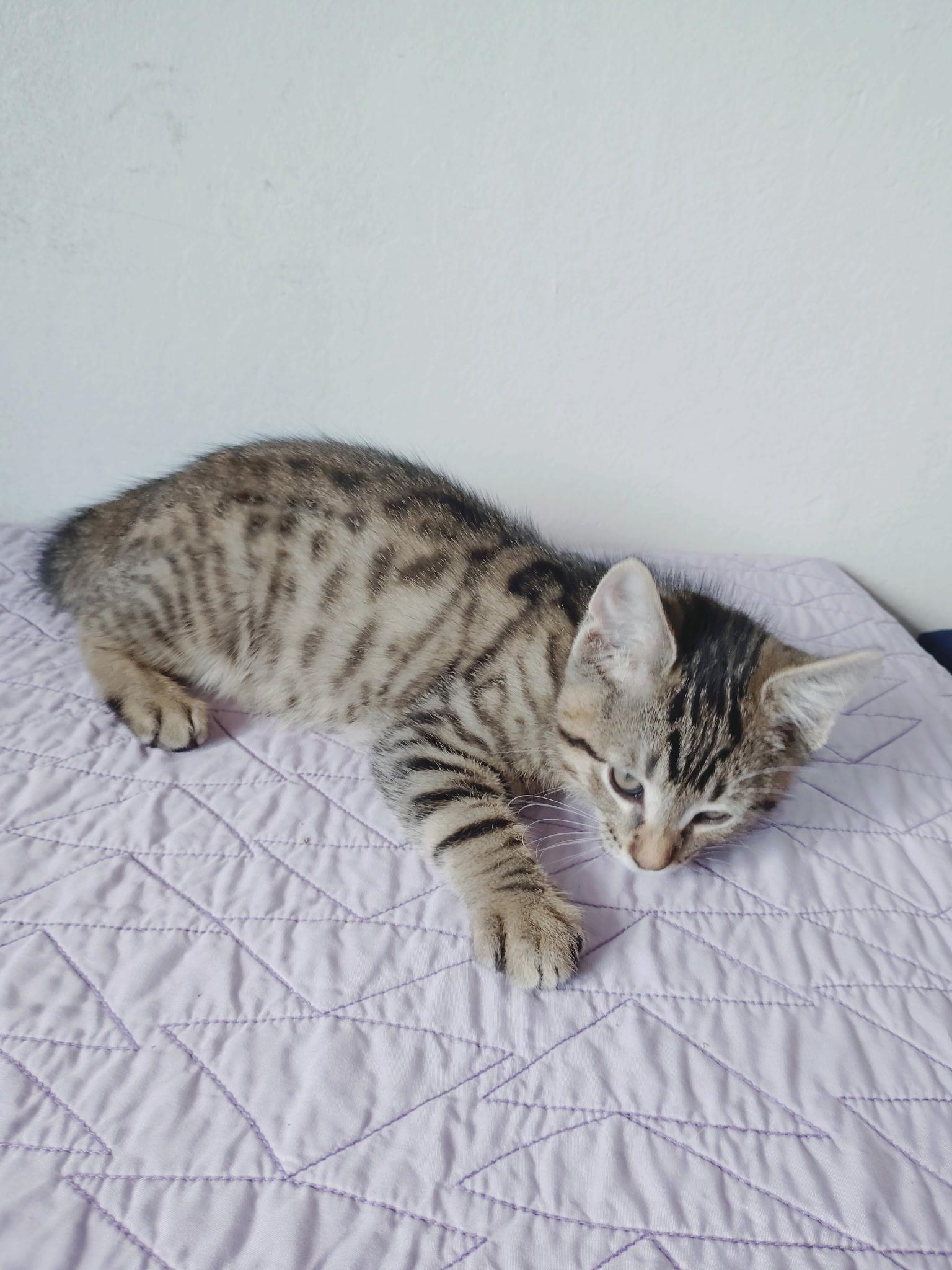 Enlarge River, a Adoptable Oriental Tabby in Pinole, CA image 3/3