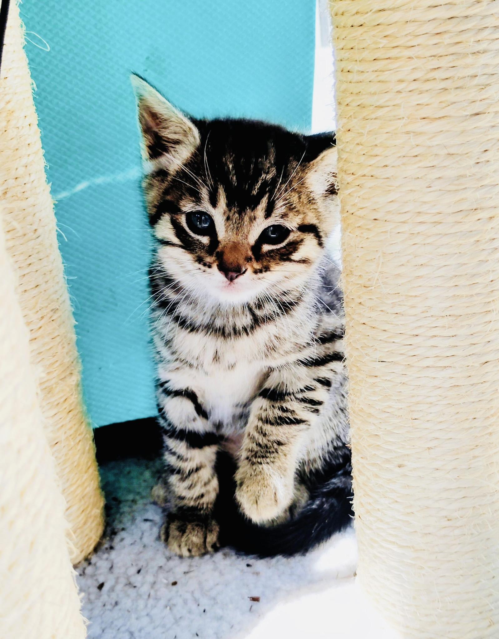 Enlarge River, a Adoptable Oriental Tabby in Pinole, CA image 2/3