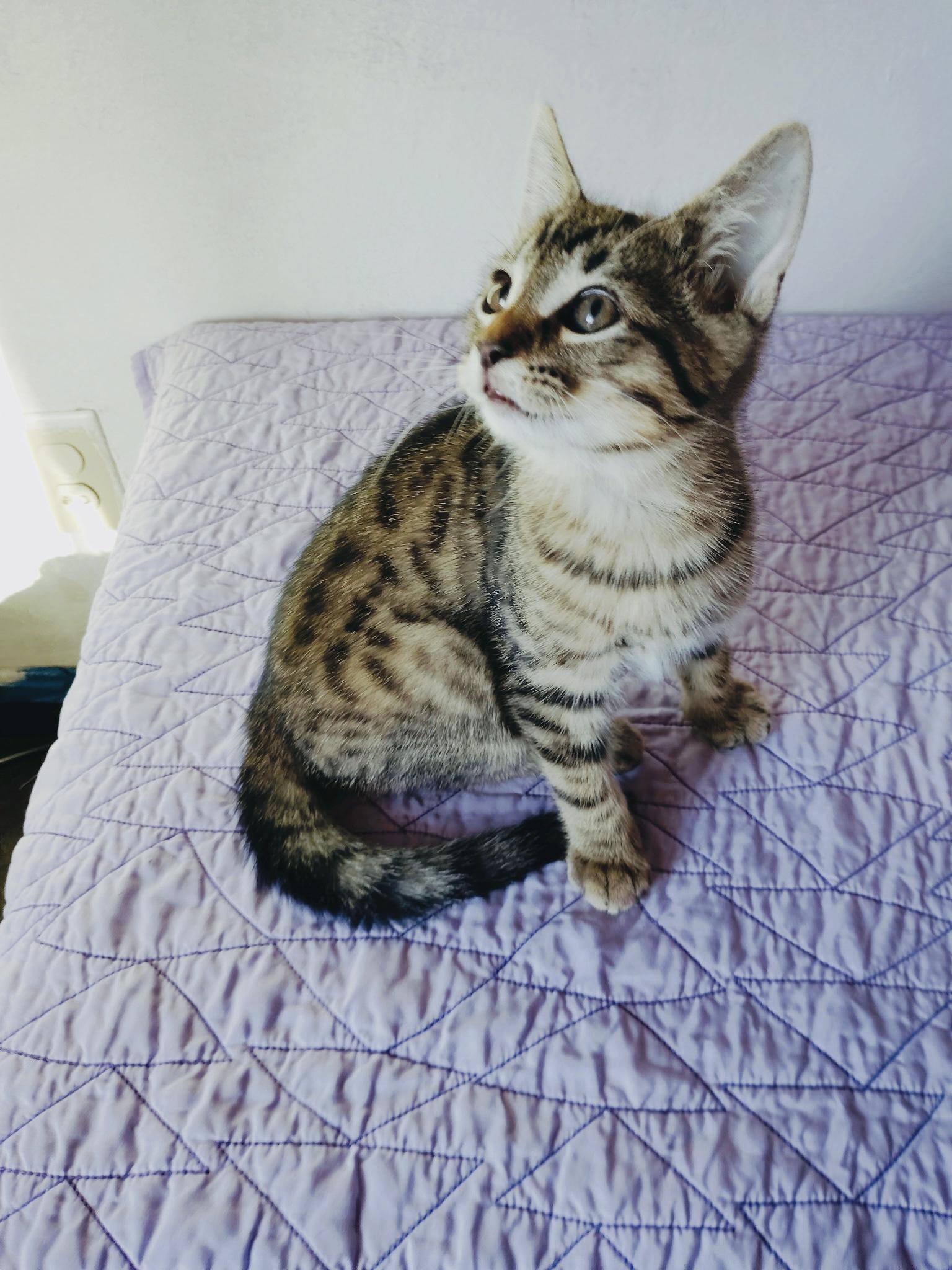 Enlarge River, a Adoptable Oriental Tabby in Pinole, CA image 1/3