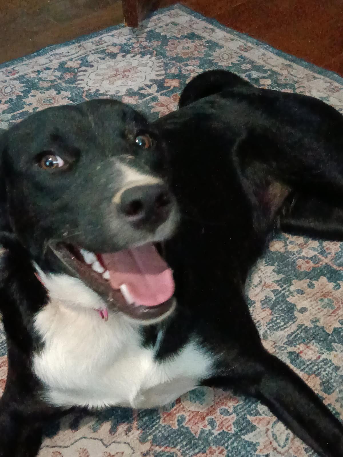 Enlarge Sabrina - Female 'S' pup, a Adoptable mixed breed in Cincinnati, OH image 4/5