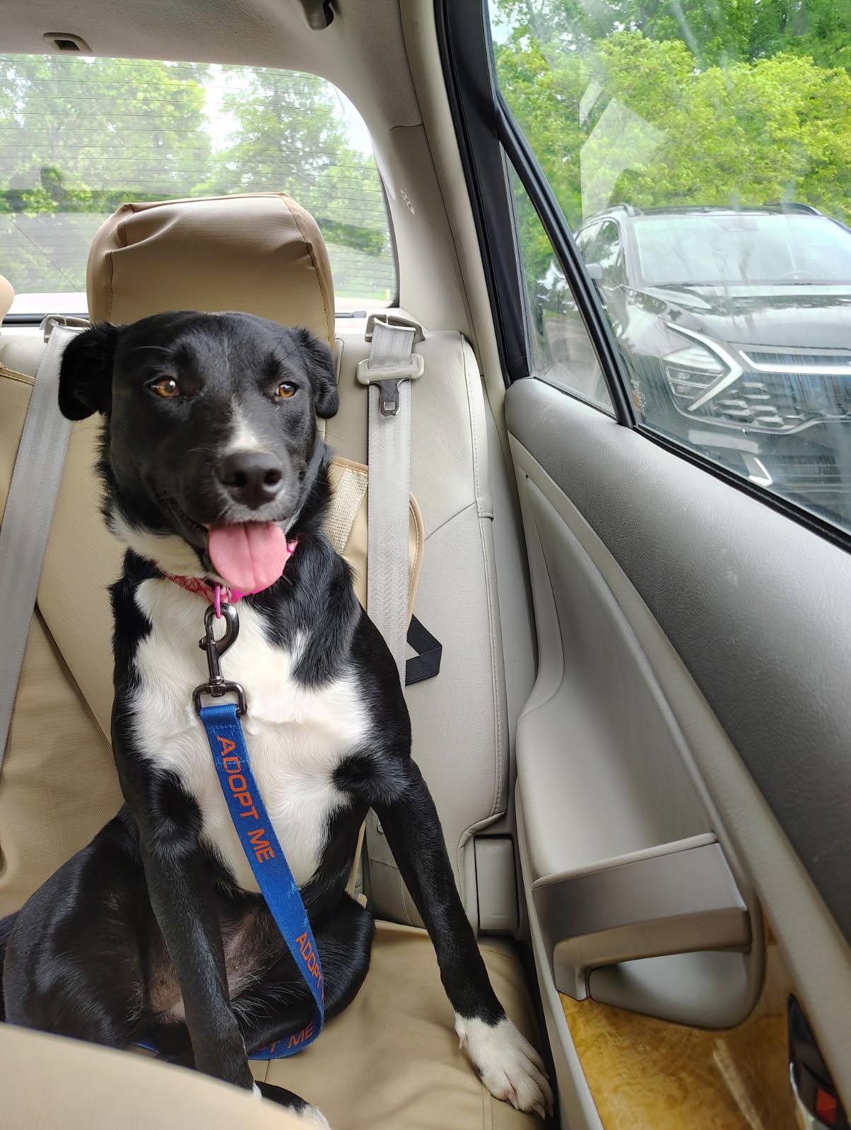 Enlarge Sabrina - Female 'S' pup, a Adoptable mixed breed in Cincinnati, OH image 3/5