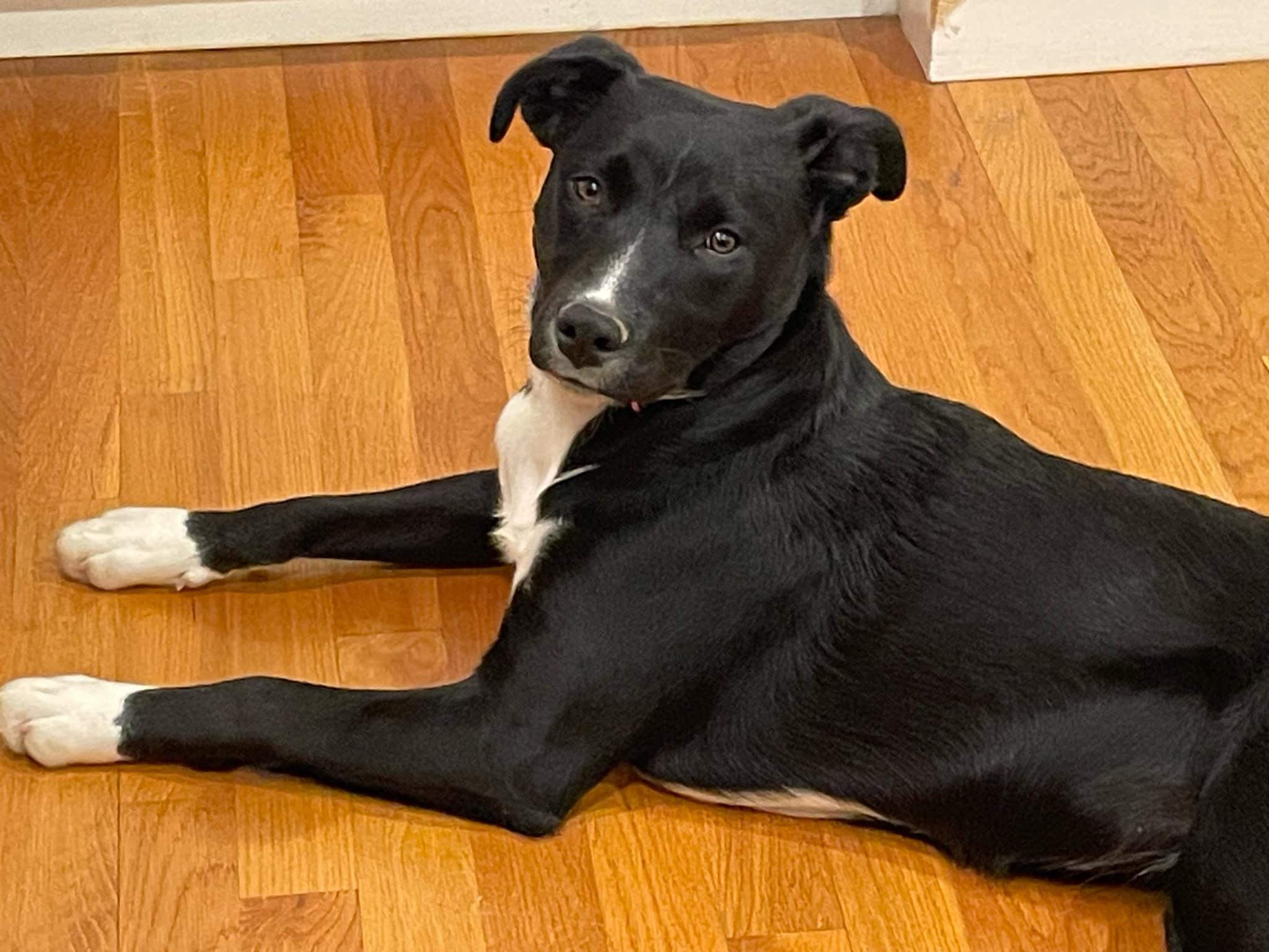 Enlarge Sabrina - Female 'S' pup, a Adoptable mixed breed in Cincinnati, OH image 5/5