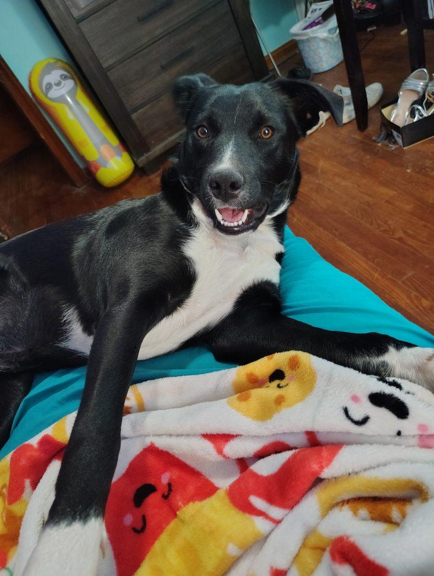 Sabrina - Female 'S' pup, Adoptable, Puppy Female Black Labrador Retriever.