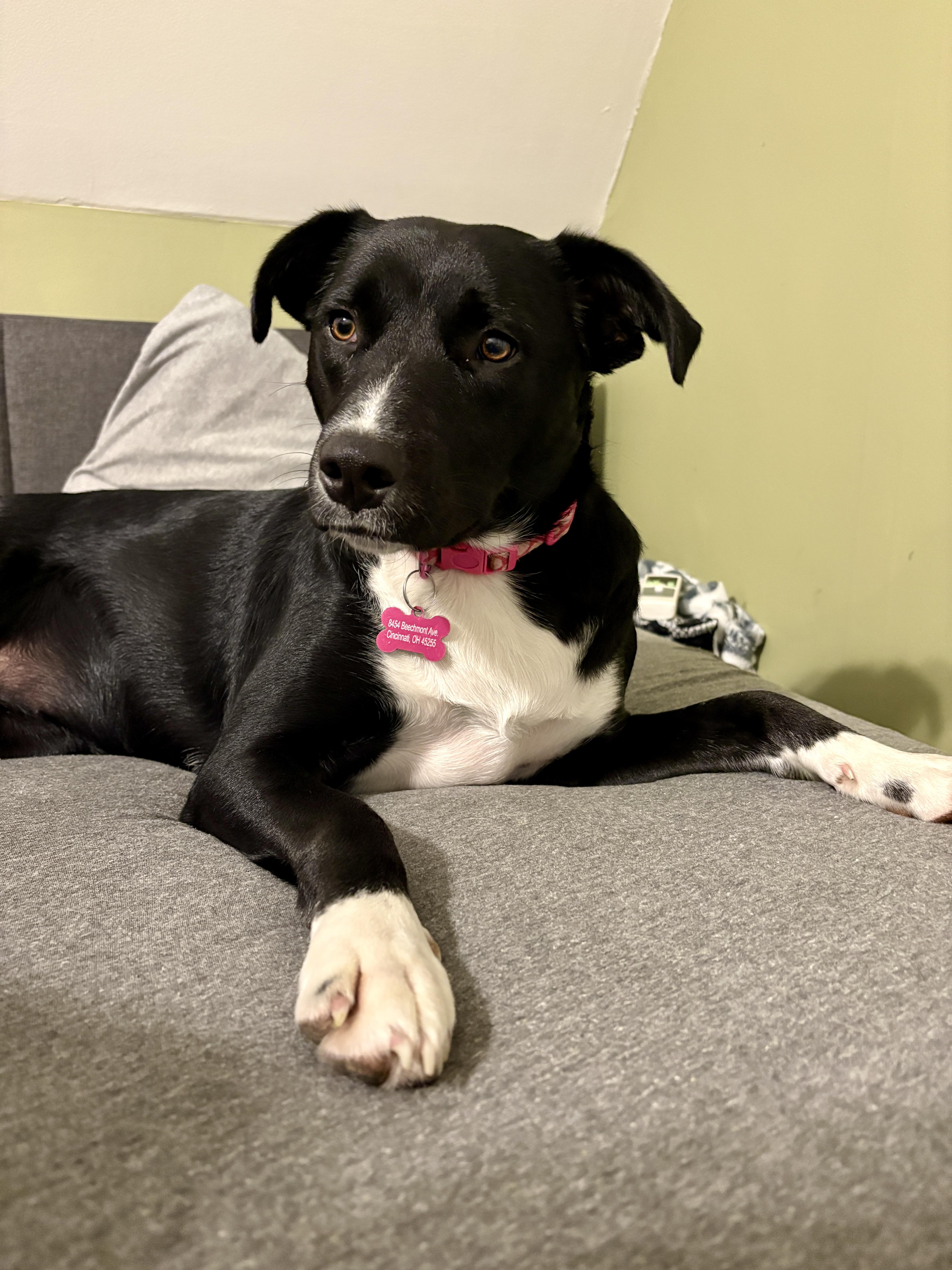 Sabrina - Female 'S' pup