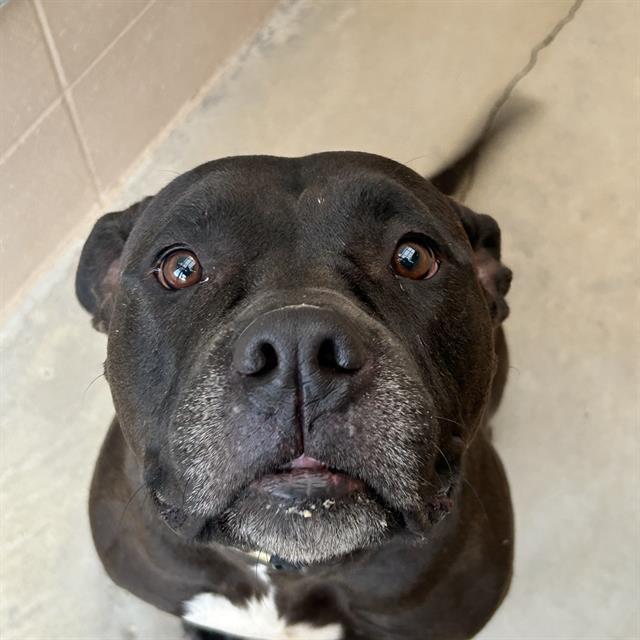 PENNY, Adoptable, Adult Female Pit Bull Terrier.