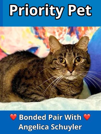 Enlarge Fifi   `A PRIORITY PET`, a Adoptable Domestic Short Hair in Columbia, SC image 2/3