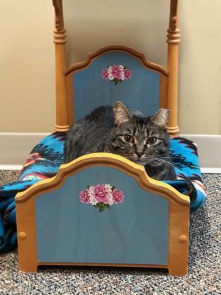 Enlarge Fifi   `A PRIORITY PET`, a Adoptable Domestic Short Hair in Columbia, SC image 2/3