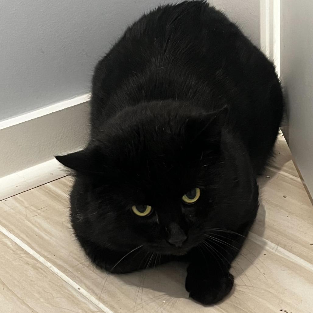 Fitz, Adoptable, Adult Male Domestic Short Hair.