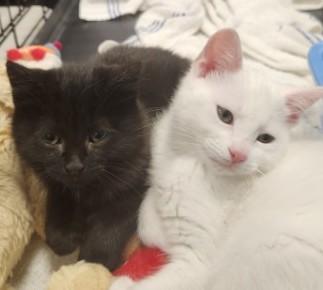 Salt & Pepper, adopted, Kitten Male Domestic Short Hair.