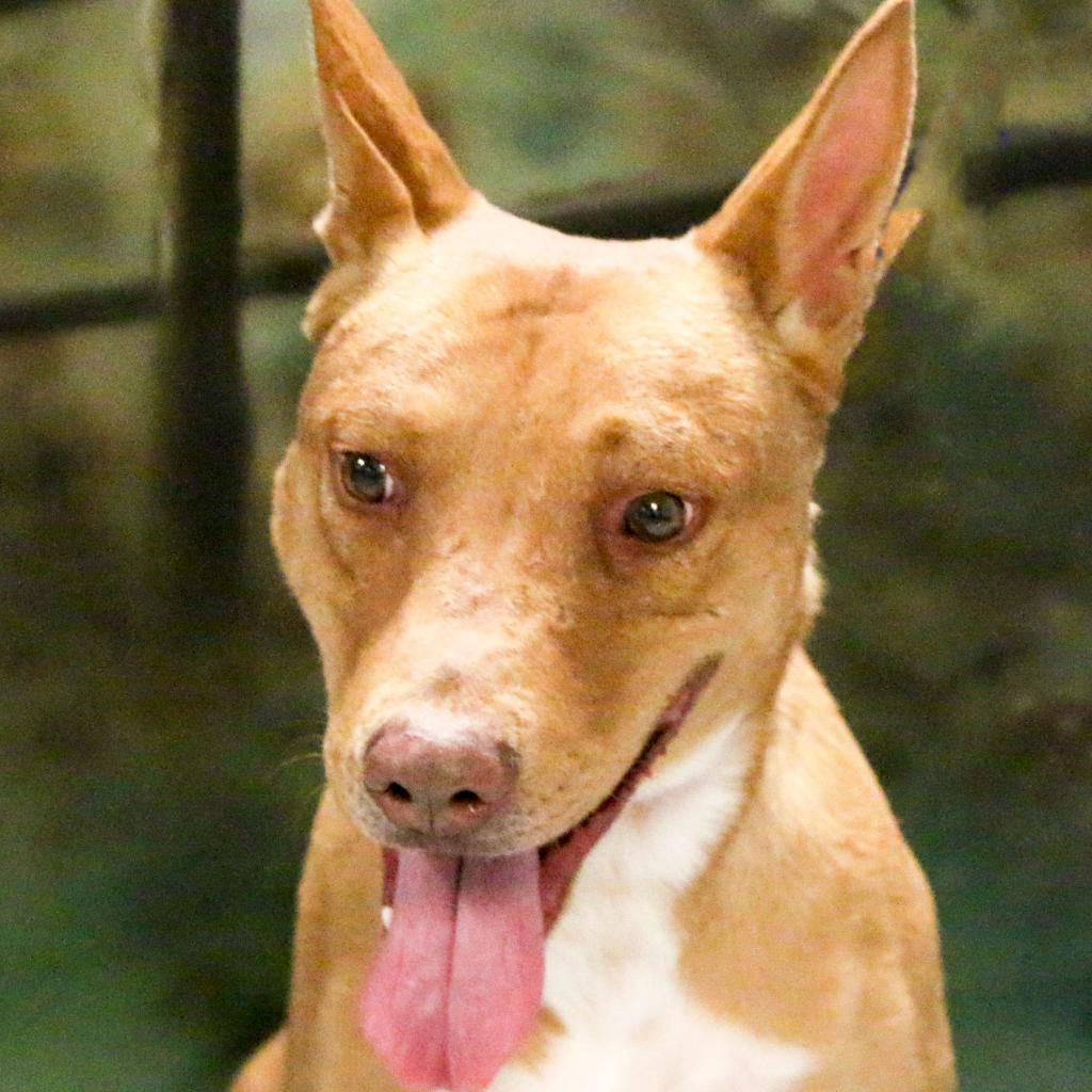 Enlarge Scooter, a Adoptable mixed breed in Casa Grande, AZ image 1/4