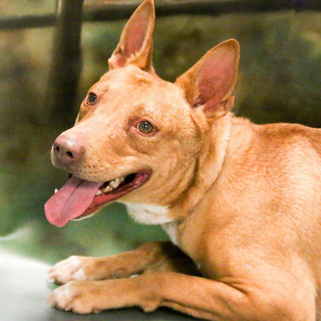 Enlarge Scooter, a Adoptable mixed breed in Casa Grande, AZ image 2/4