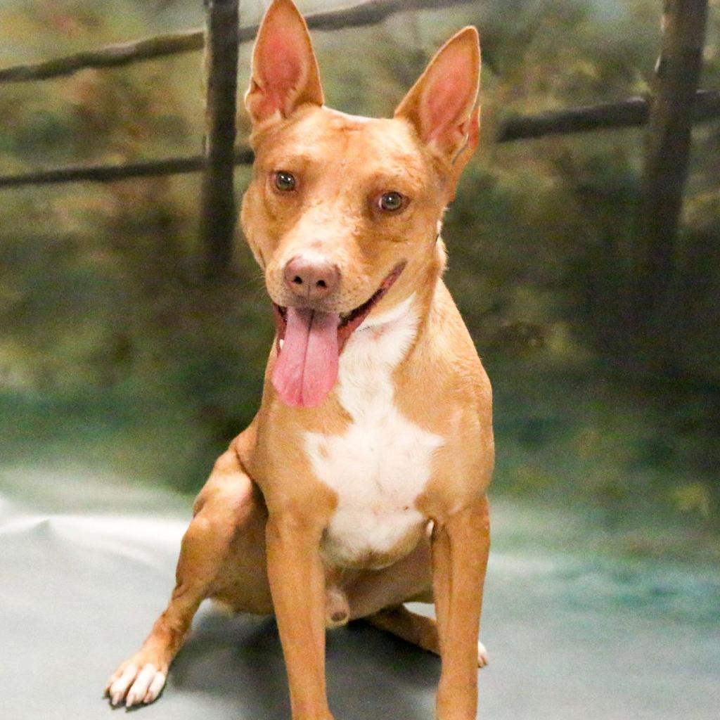 Enlarge Scooter, a Adoptable mixed breed in Casa Grande, AZ image 3/4