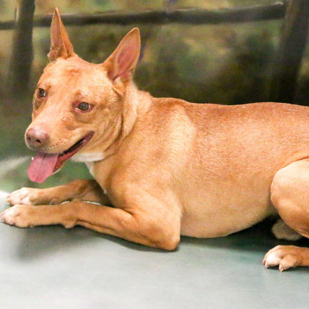 Enlarge Scooter, a Adoptable mixed breed in Casa Grande, AZ image 4/4